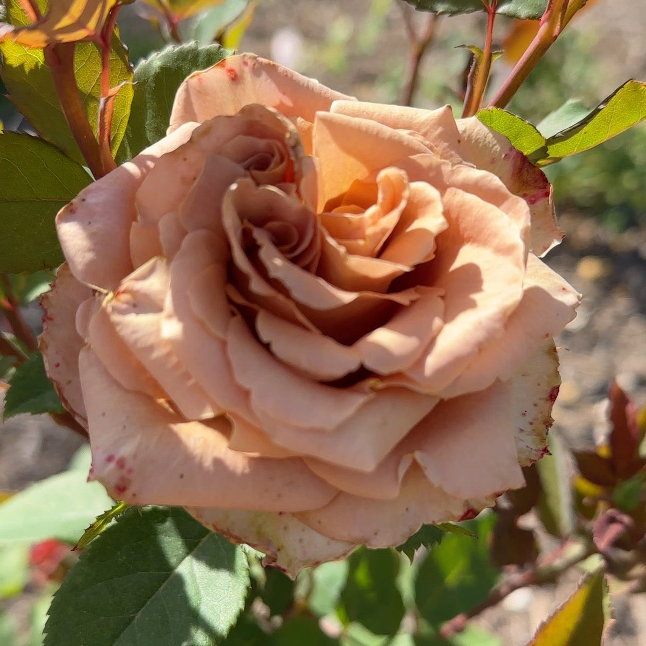 Toffee Potted Rose Bush