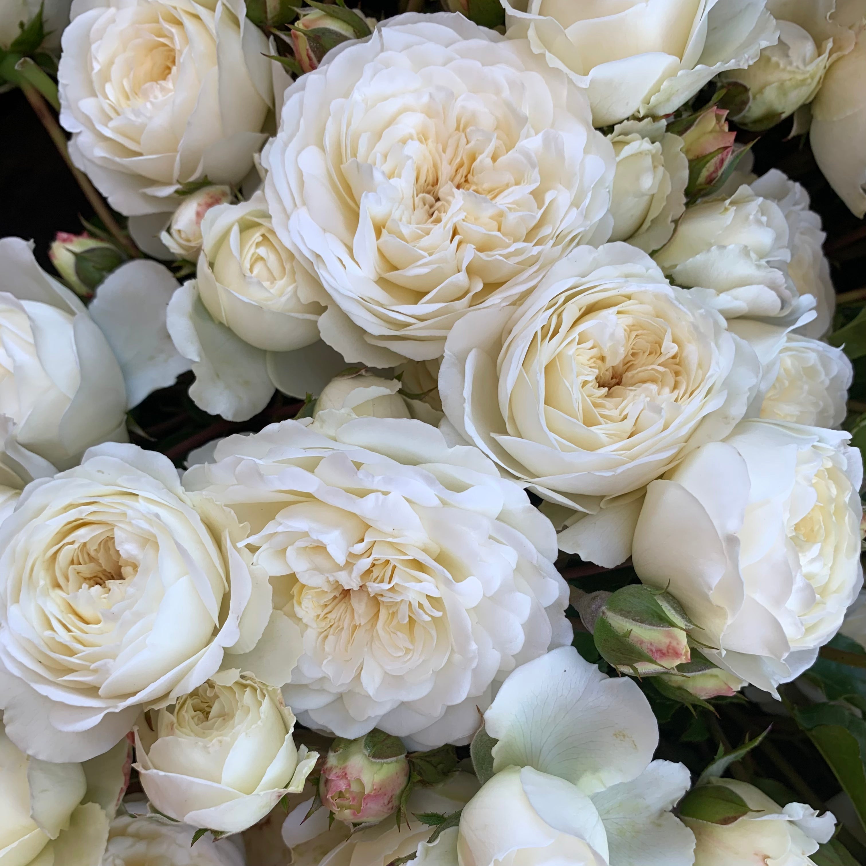 David Austin® Tranquillity Potted Tree Rose