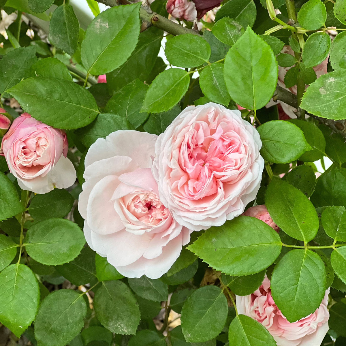 St. Swithun Rose Bush