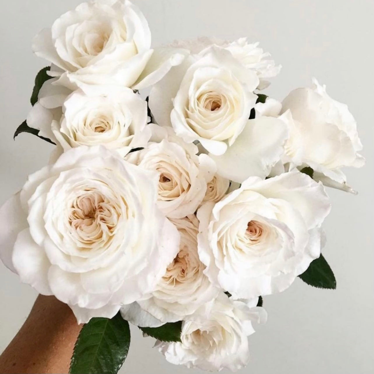 Pure Perfume Potted Rose Bush