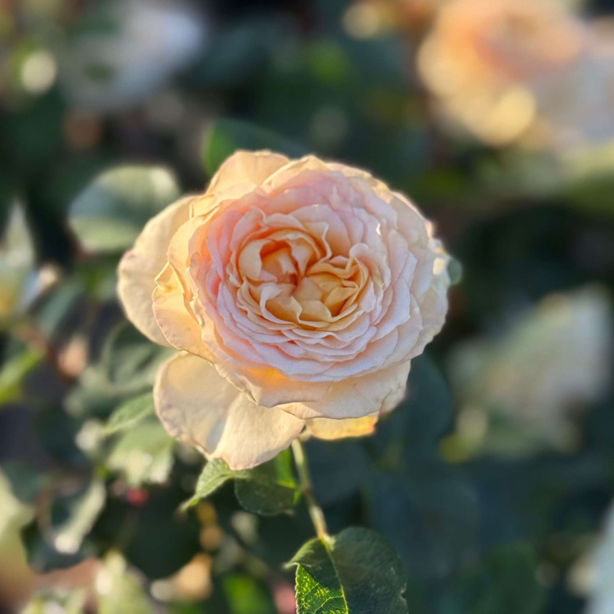 Sancerre Potted Rose Bush