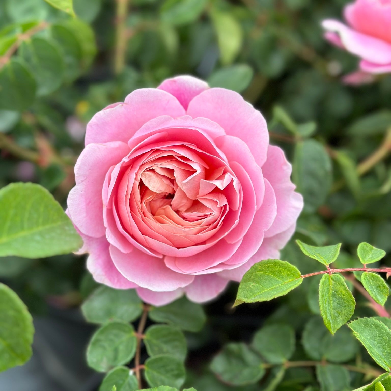 David Austin® Eustacia Vye® Potted Rose Bush