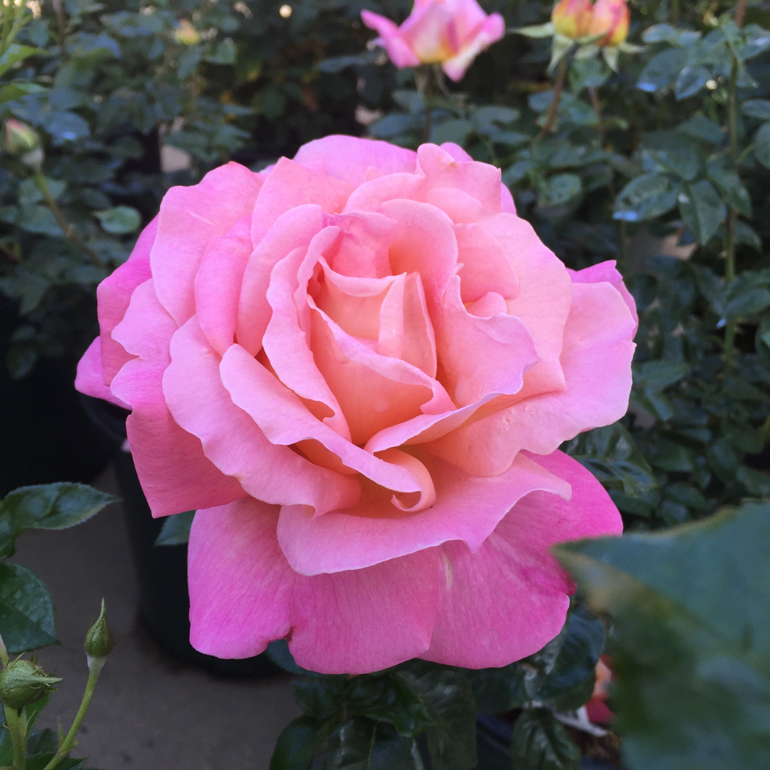 Elle® Potted Rose Bush