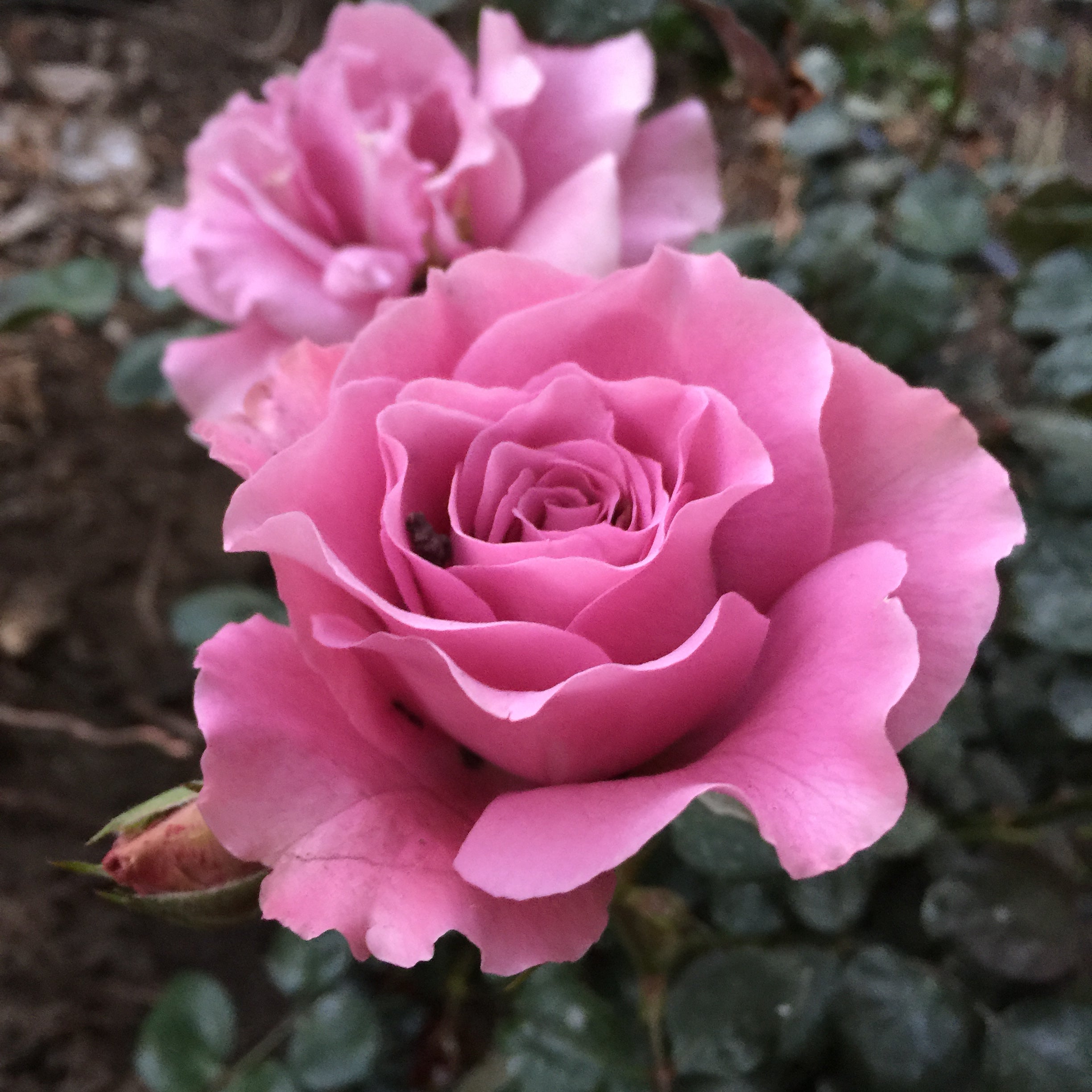 Angel Face Potted Rose Bush