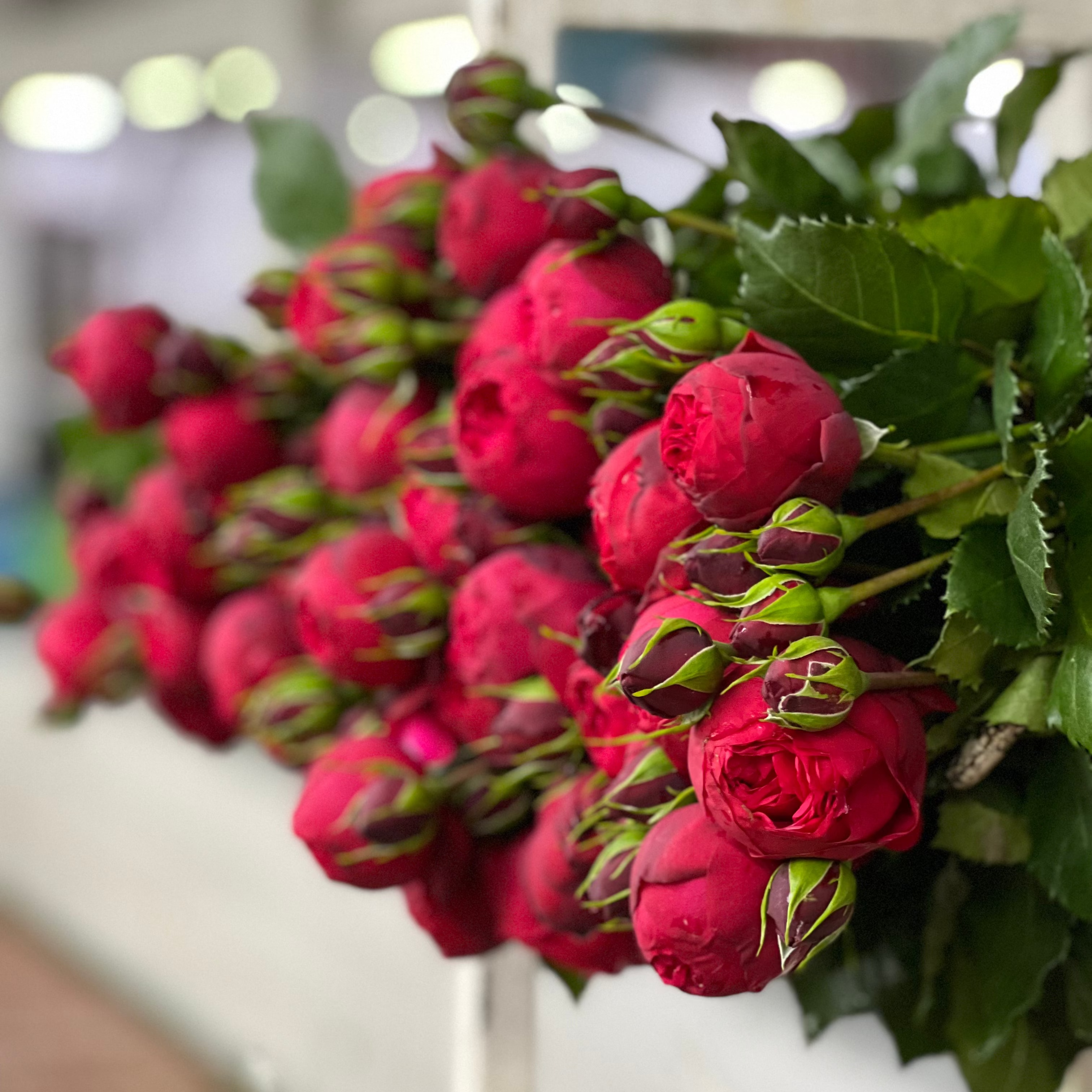 The Rose Immersion - A Colombian Floral Retreat at the World's Finest Rose Farm (Deposit)