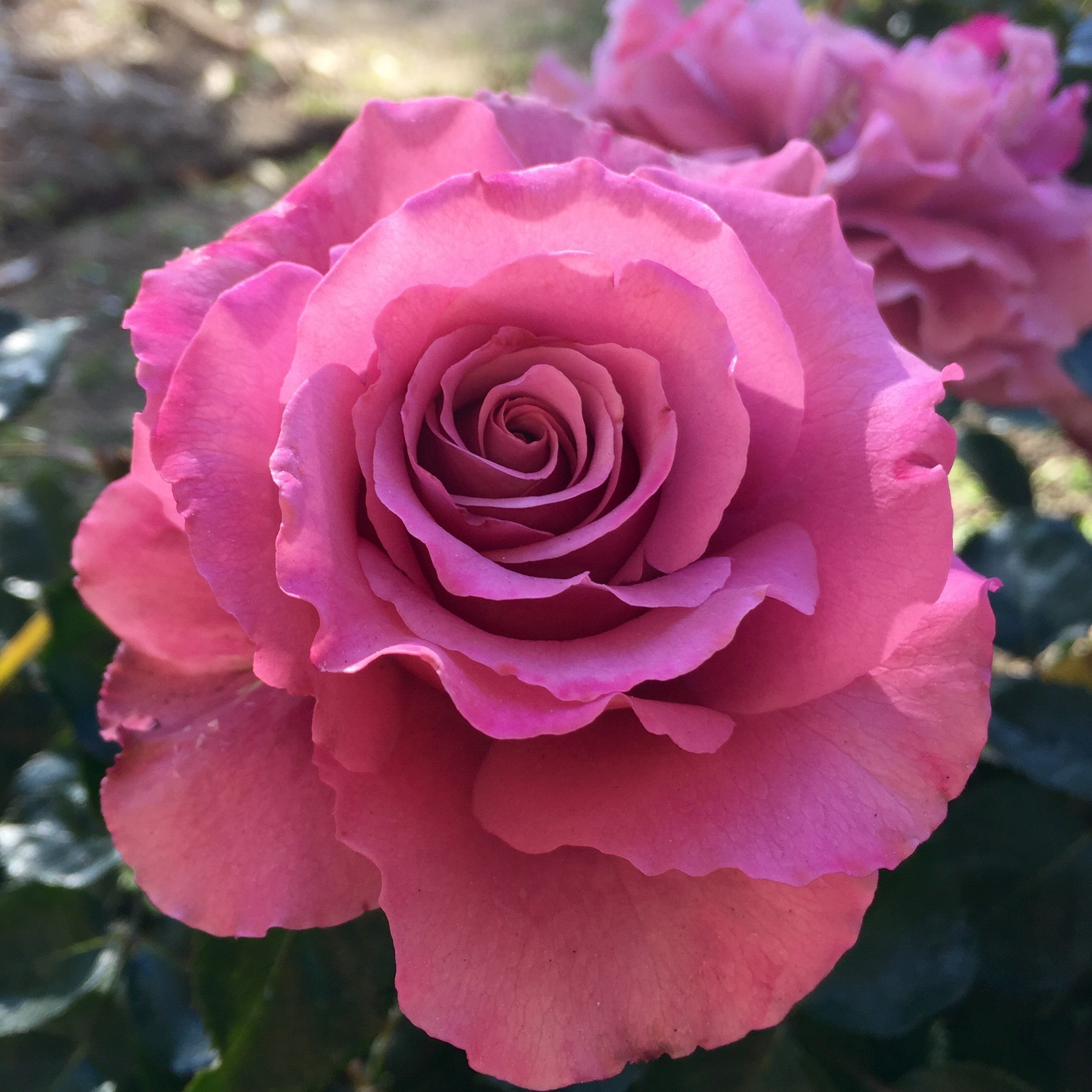 Angel Face Potted Rose Bush