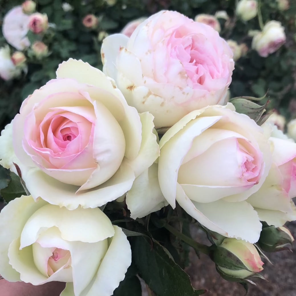 Eden Climber® Bare Root Climbing Rose