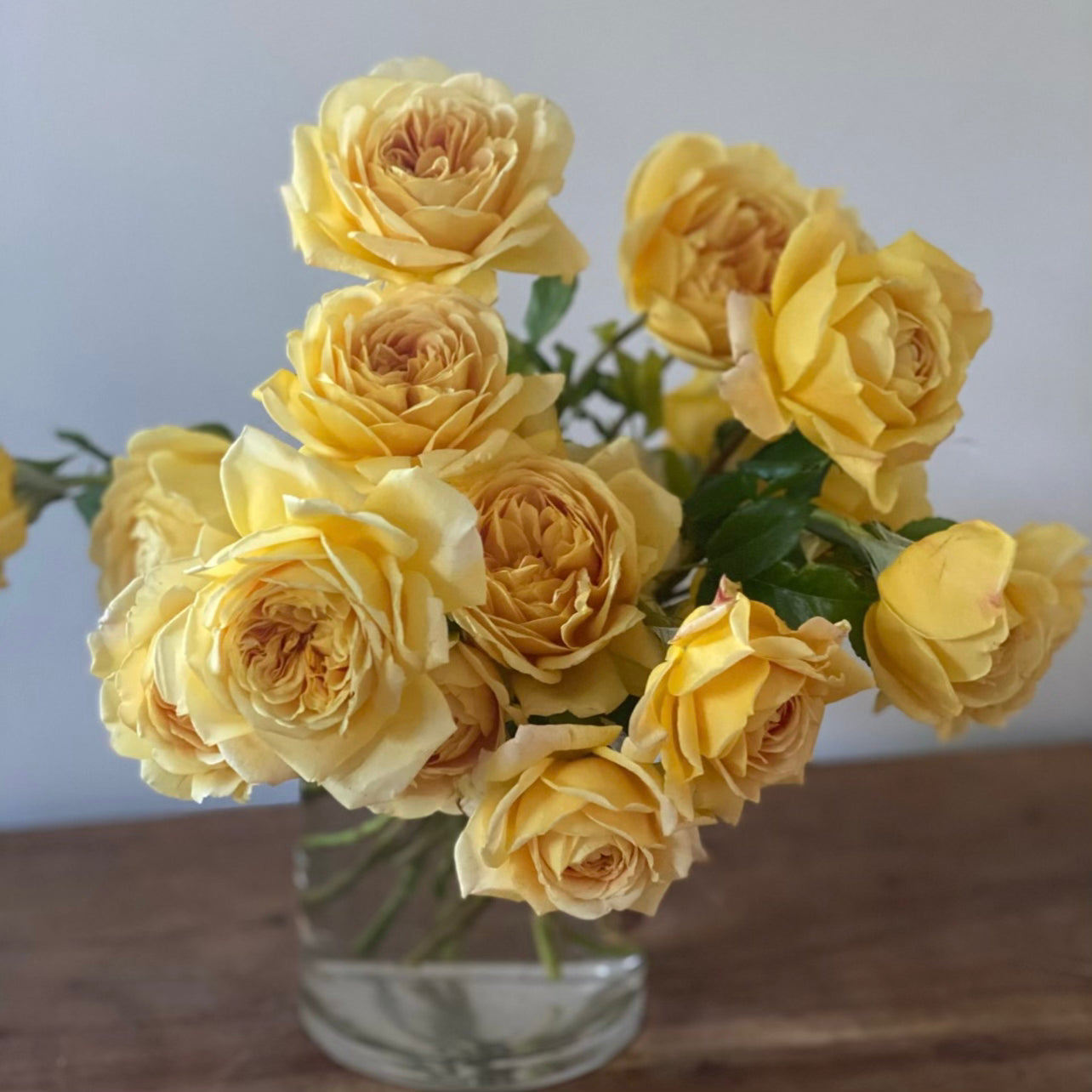 David Austin® Golden Celebration® Potted Climbing Rose