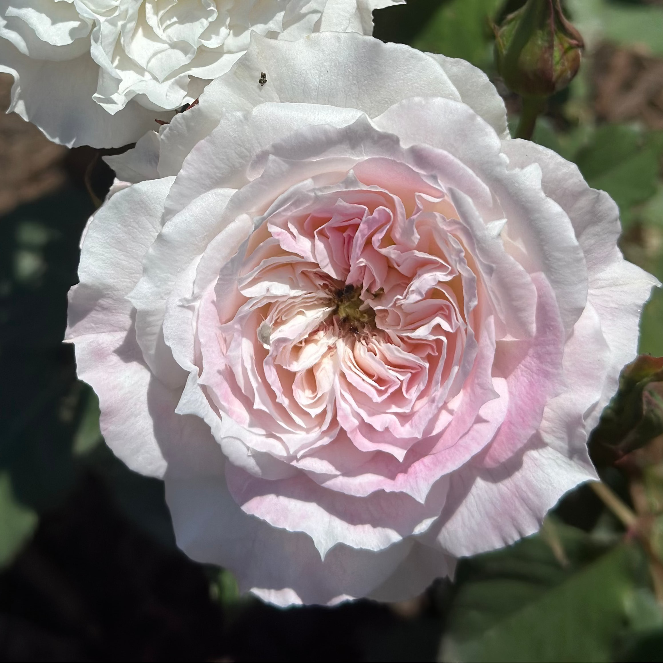 Les Fraises Potted Rose Bush