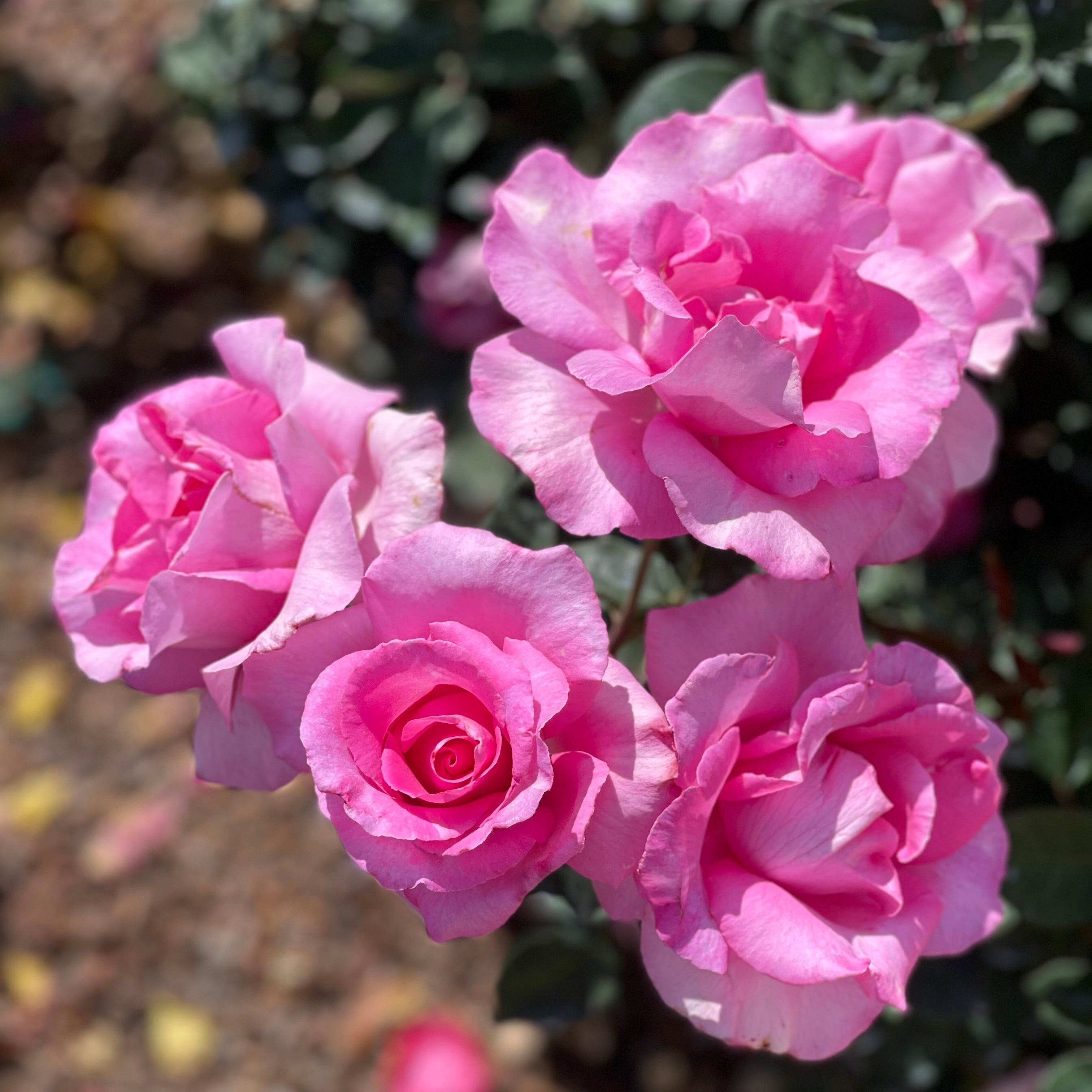 The McCartney Rose™ Potted Rose Bush