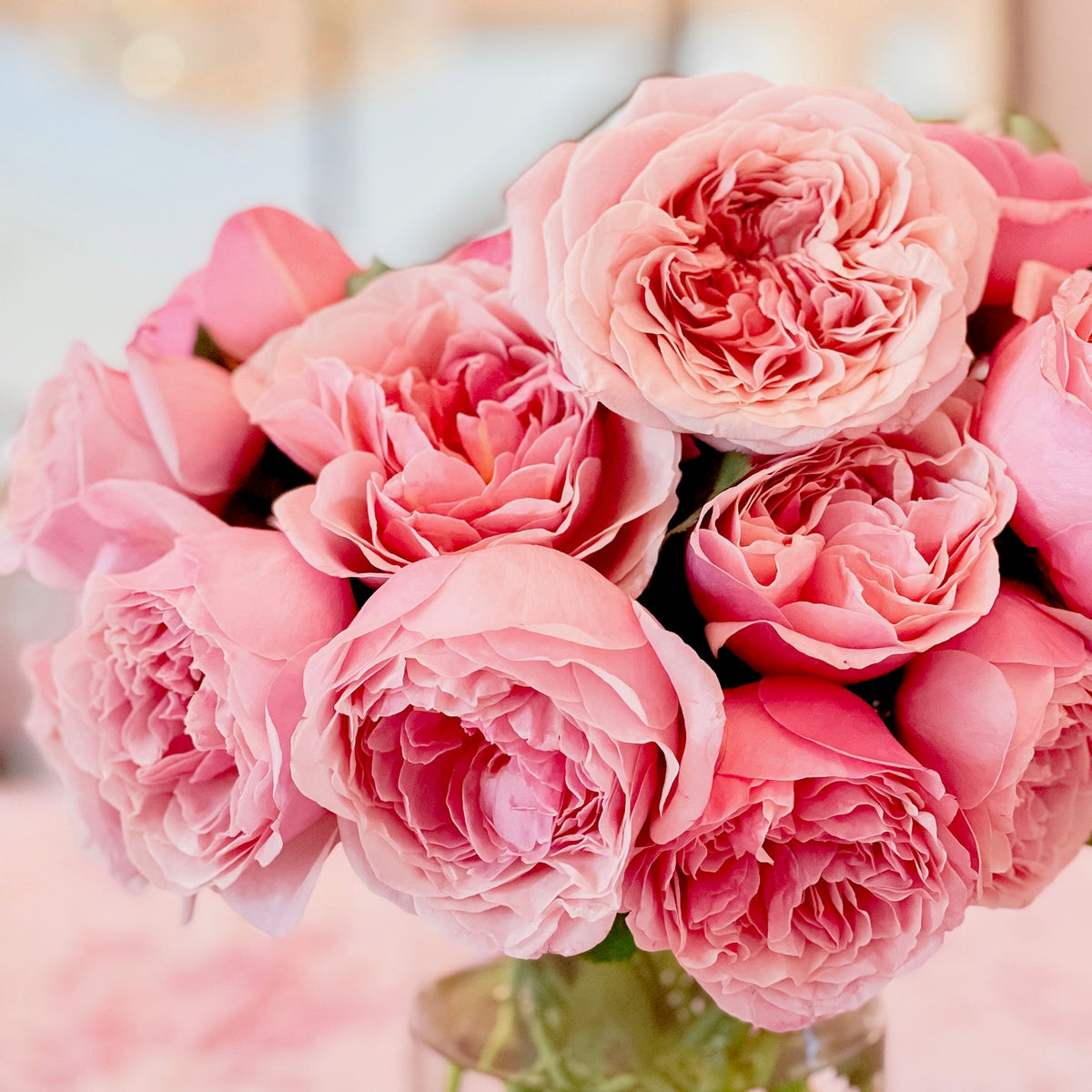 Queen of Elegance™ Bare Root Tree Rose