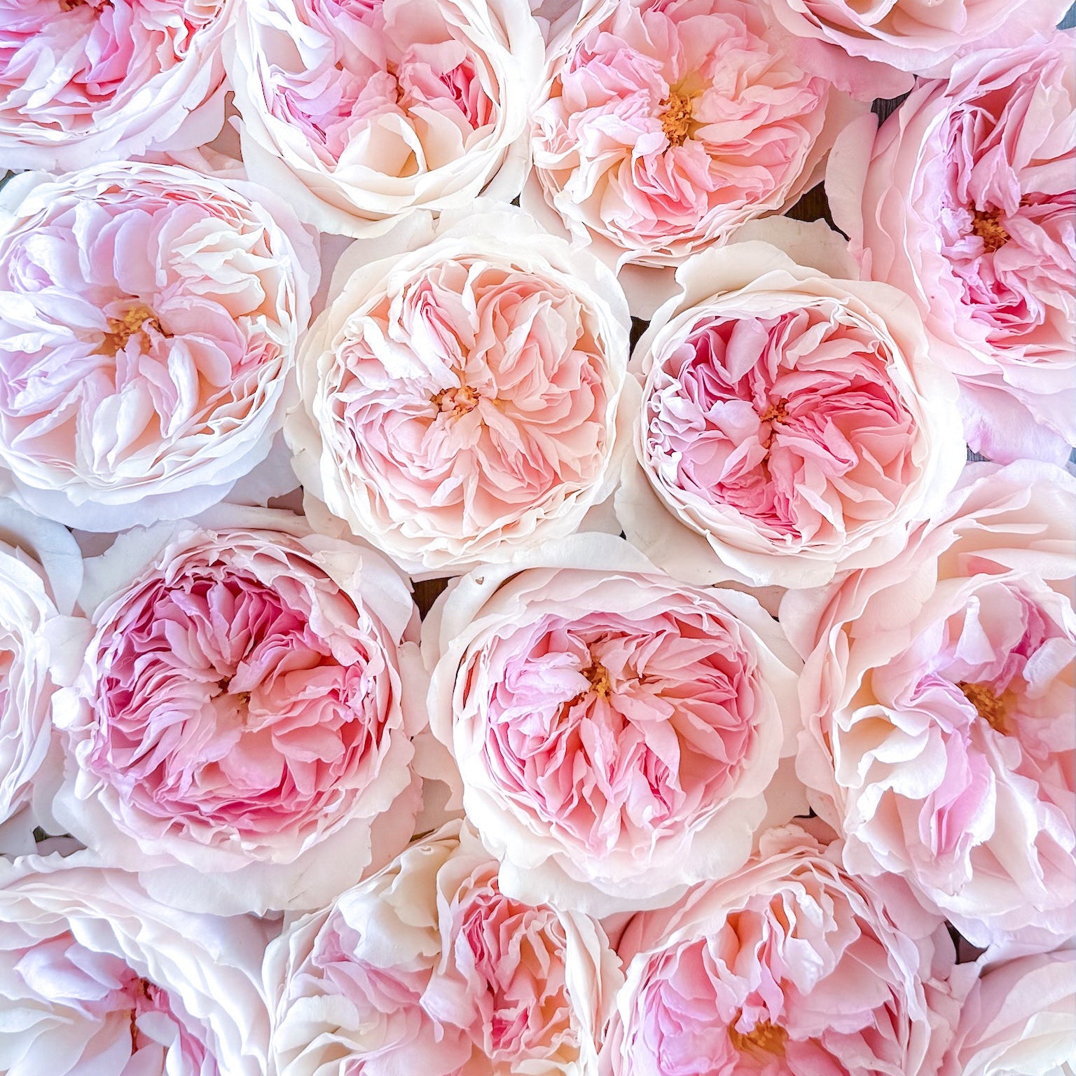 David Austin® Keira™ Bouquet