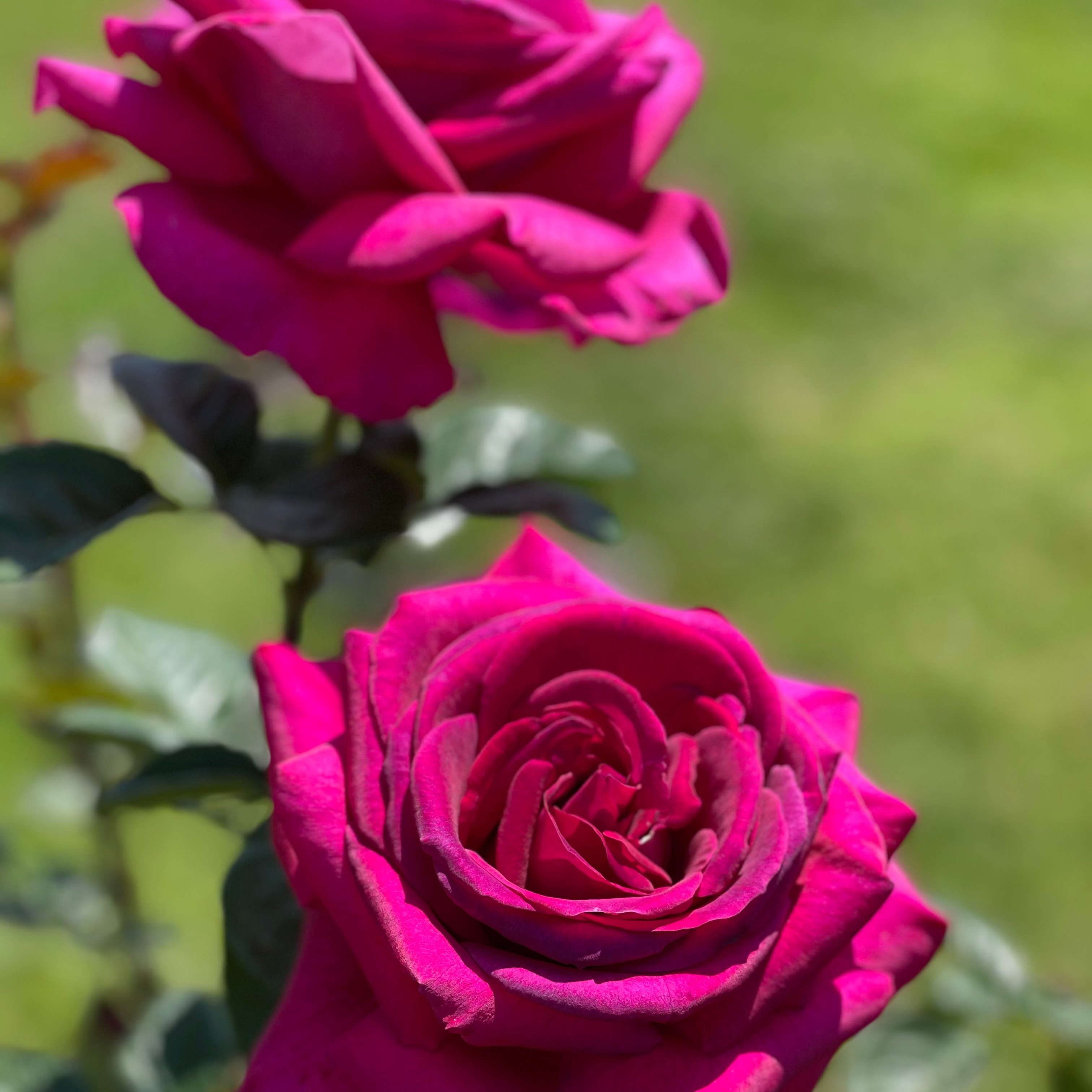 Stiletto™ Bare Root Rose Bush