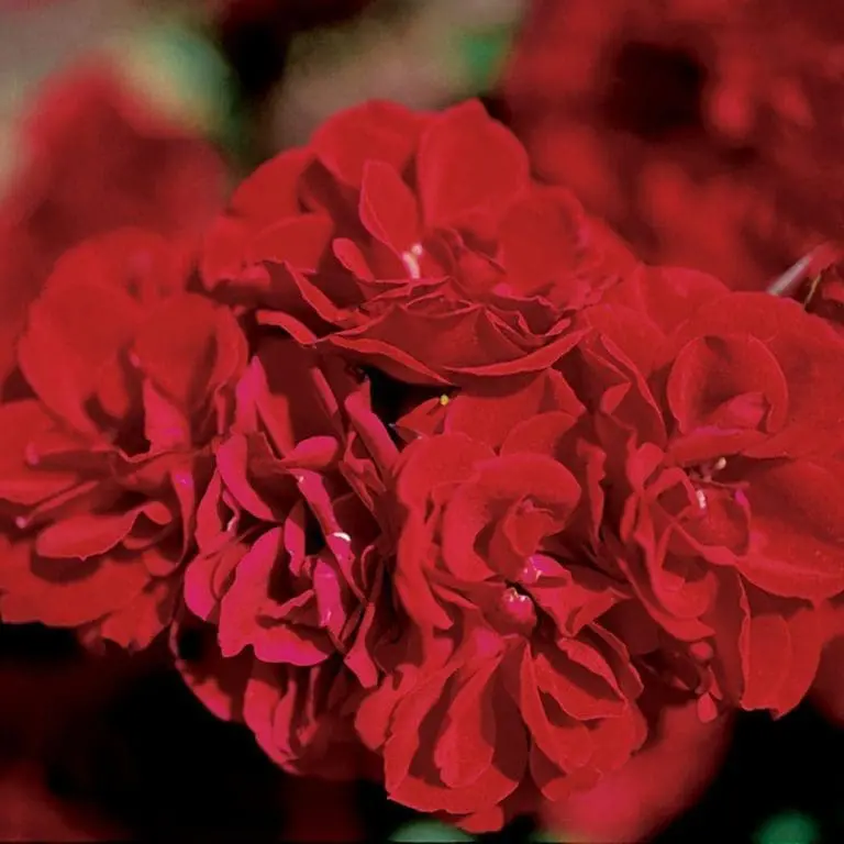 Sunblaze® Red Potted Rose Bush