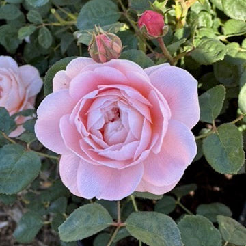 Pink rose with green leaves in a garden setting