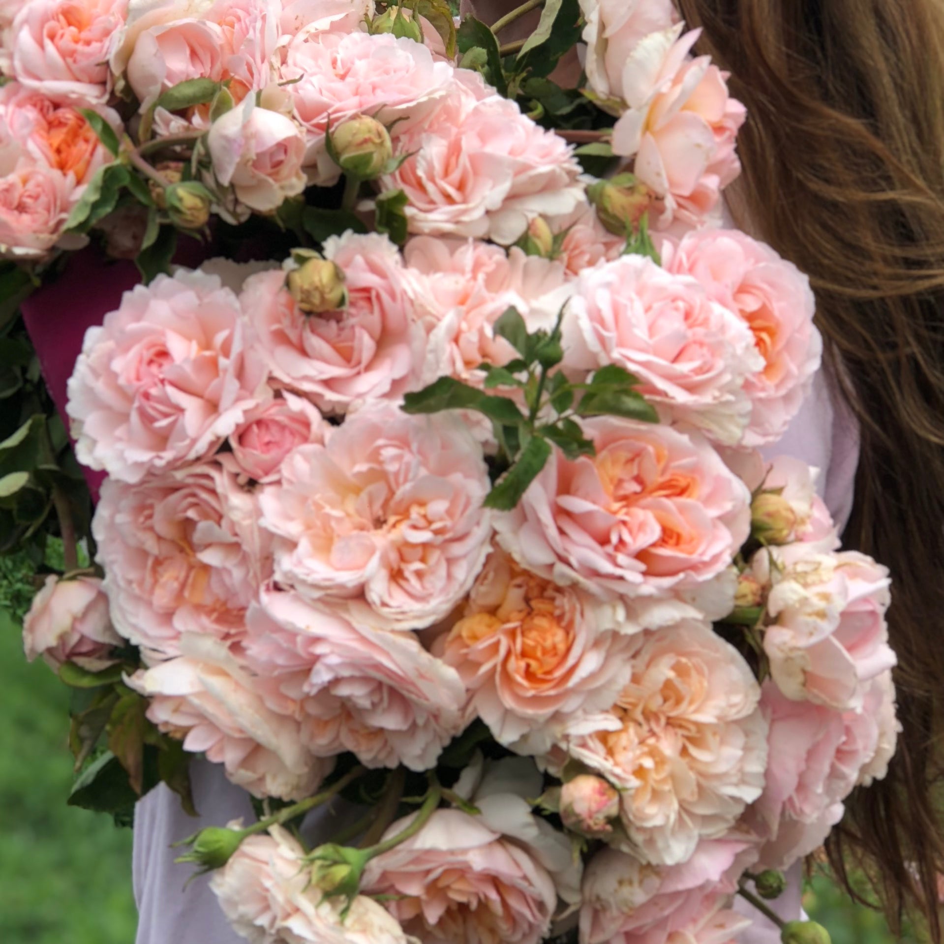 David Austin® The Lady Gardener® Potted Rose Bush