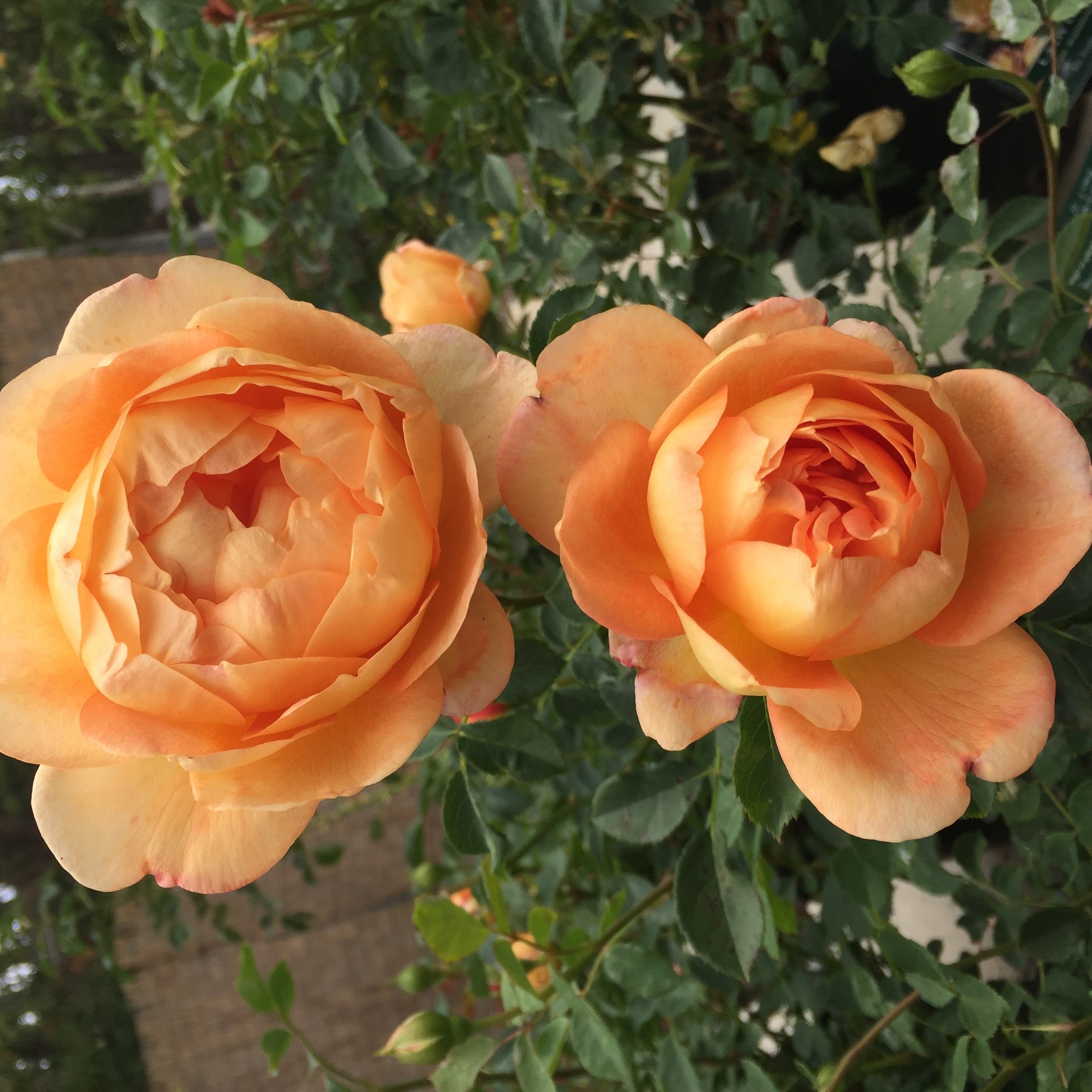 David Austin® Lady of Shalott™ Potted Rose Bush