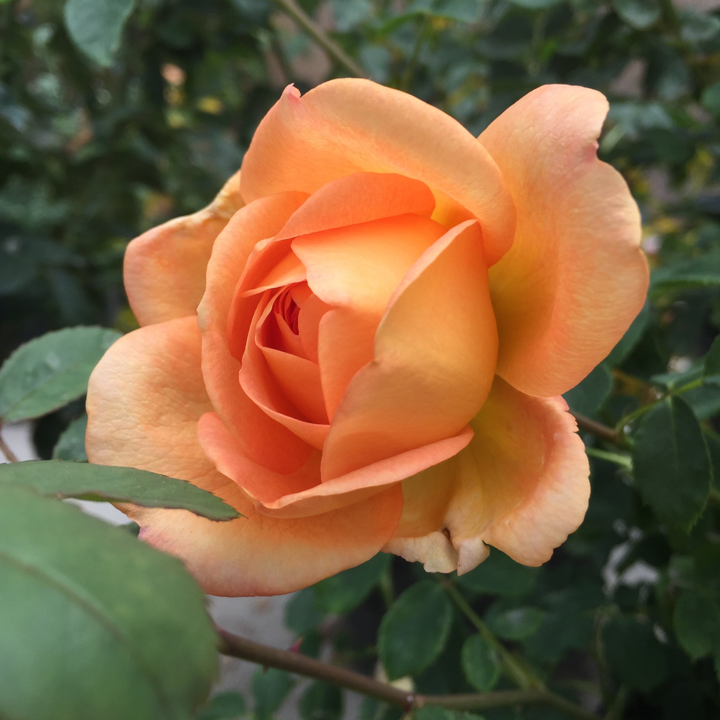 David Austin® Lady of Shalott® Potted Rose Bush
