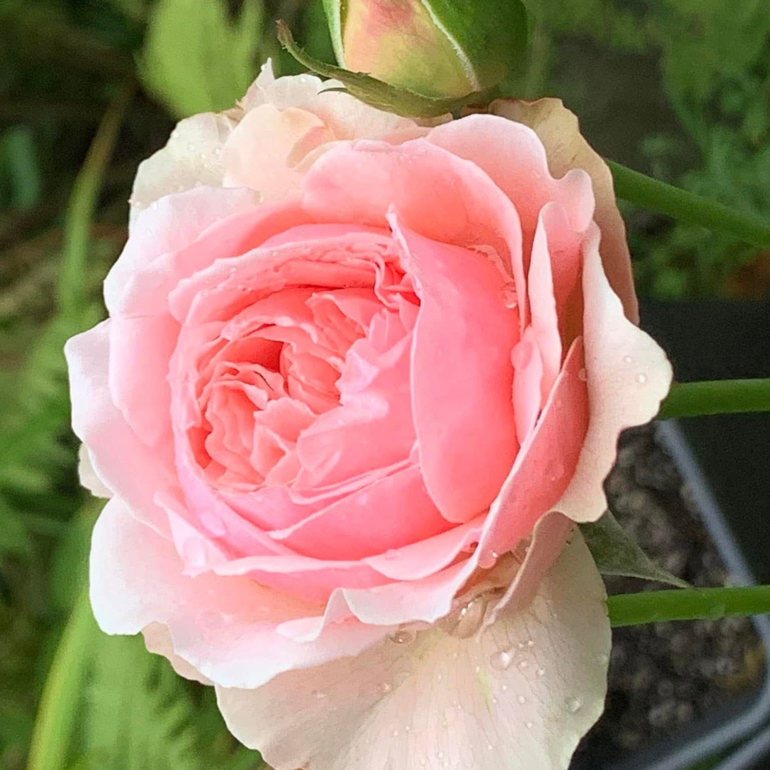 Wabara® Senlitsu® Potted Rose Bush