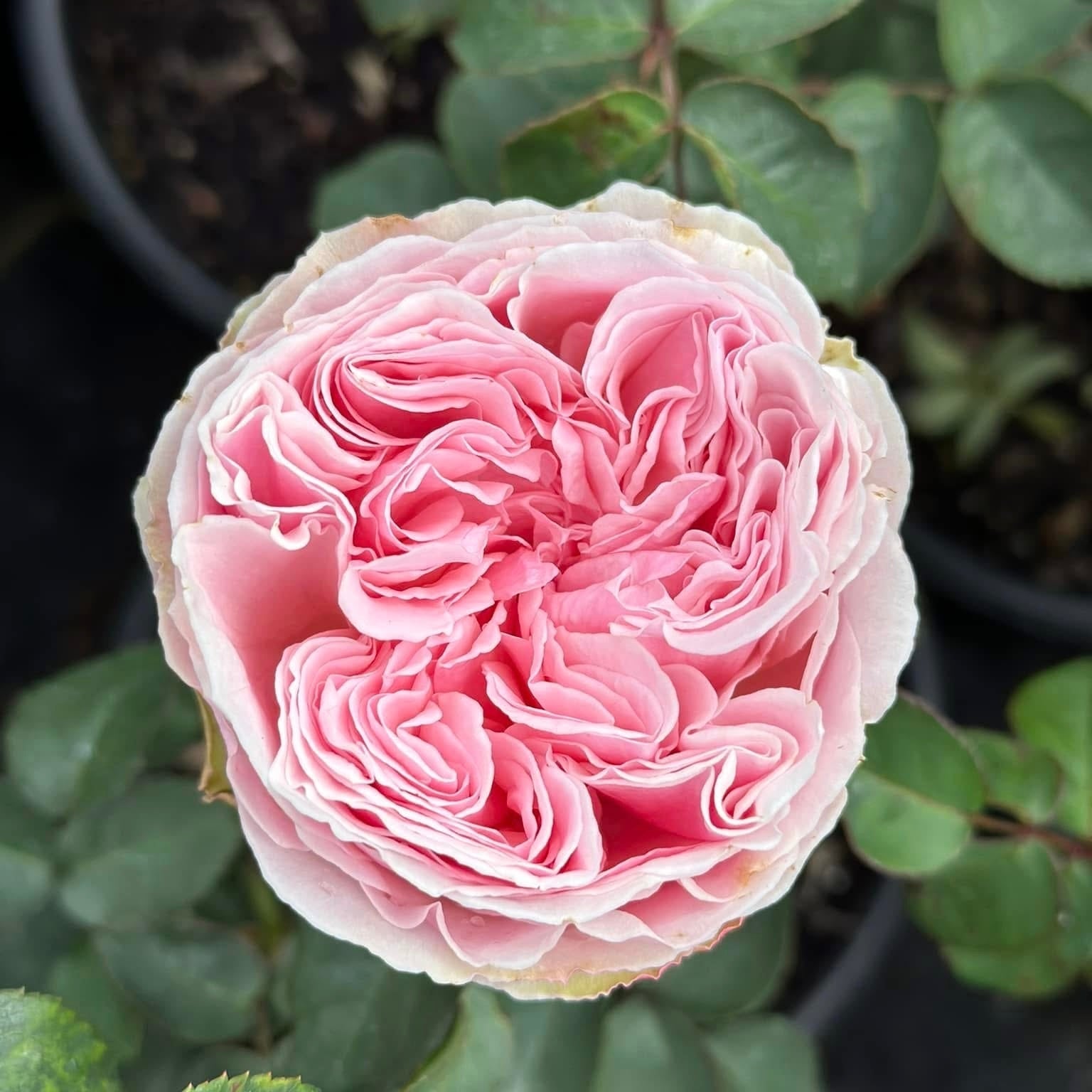 Wabara® Senlitsu® Potted Rose Bush