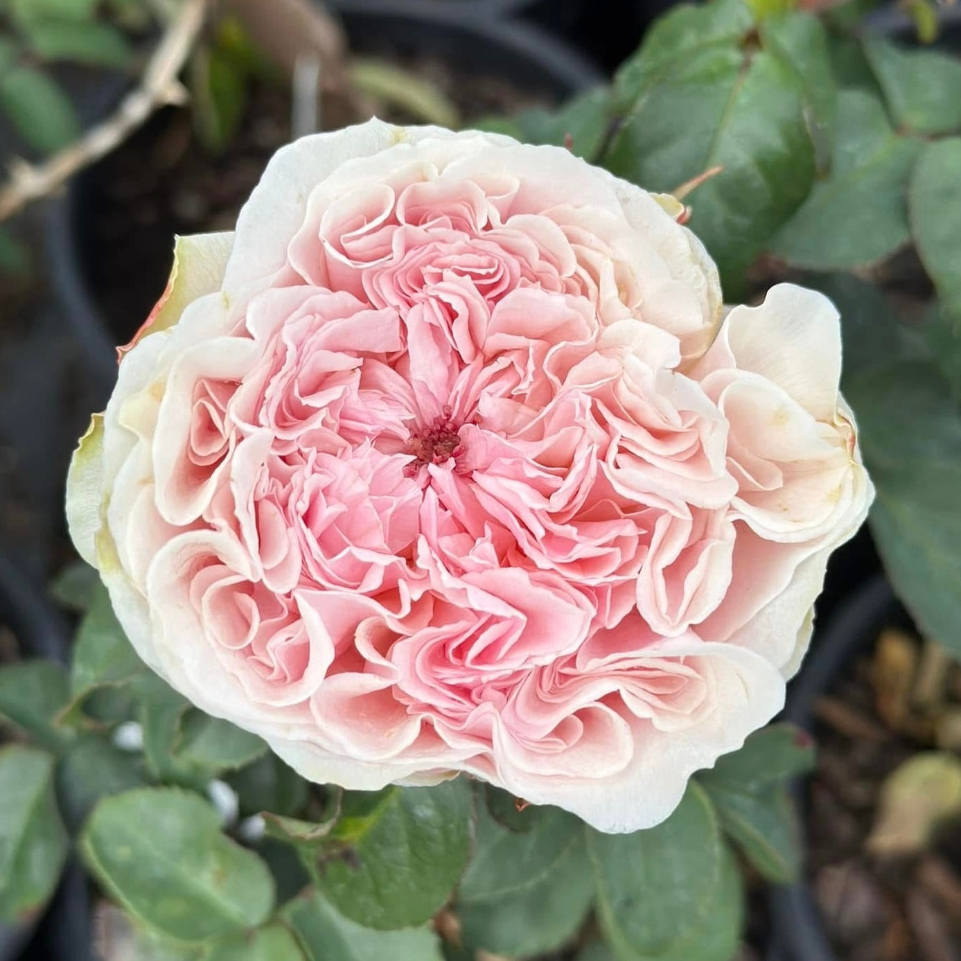 Wabara® Senlitsu® Potted Rose Bush