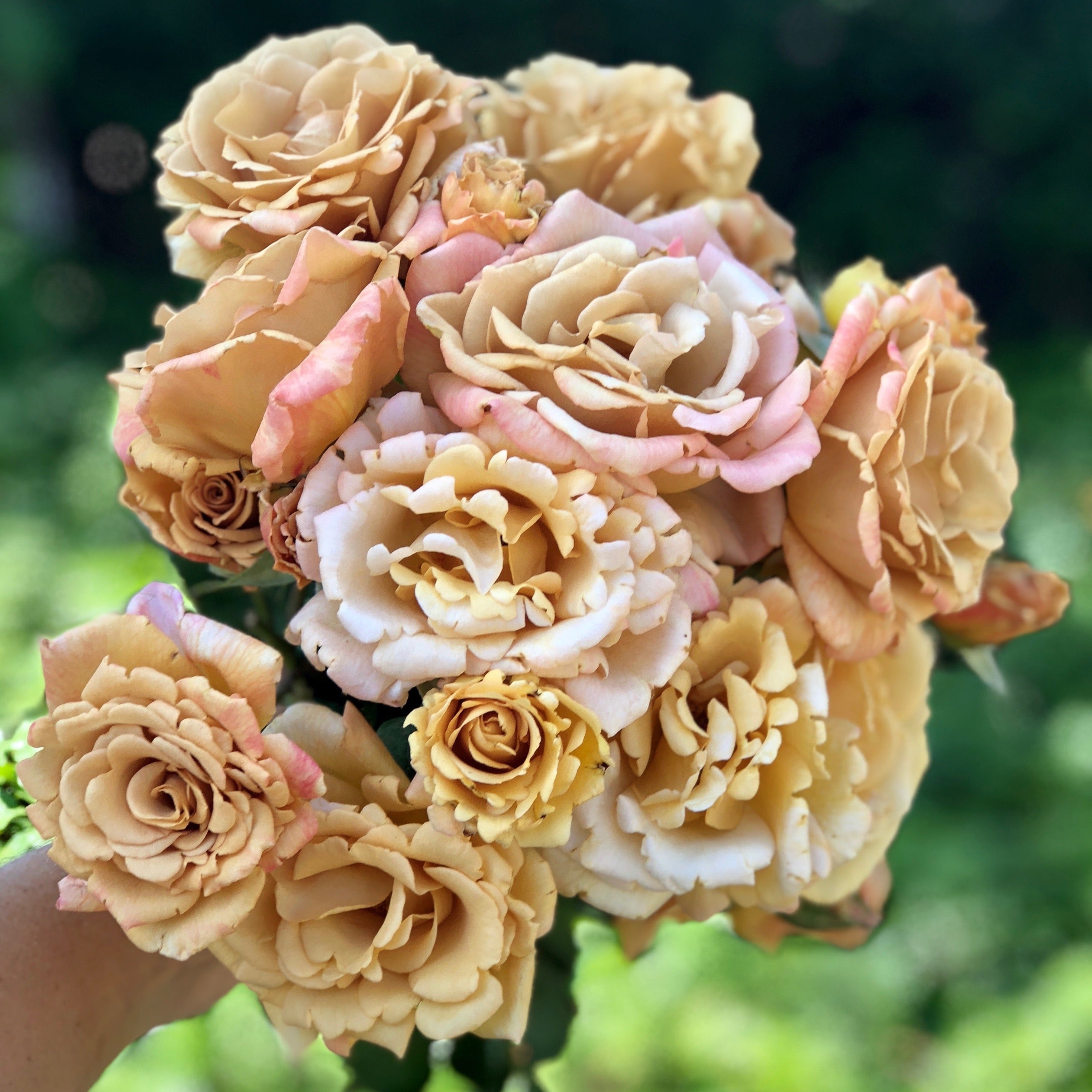 Butterscotch Climbing Potted Rose