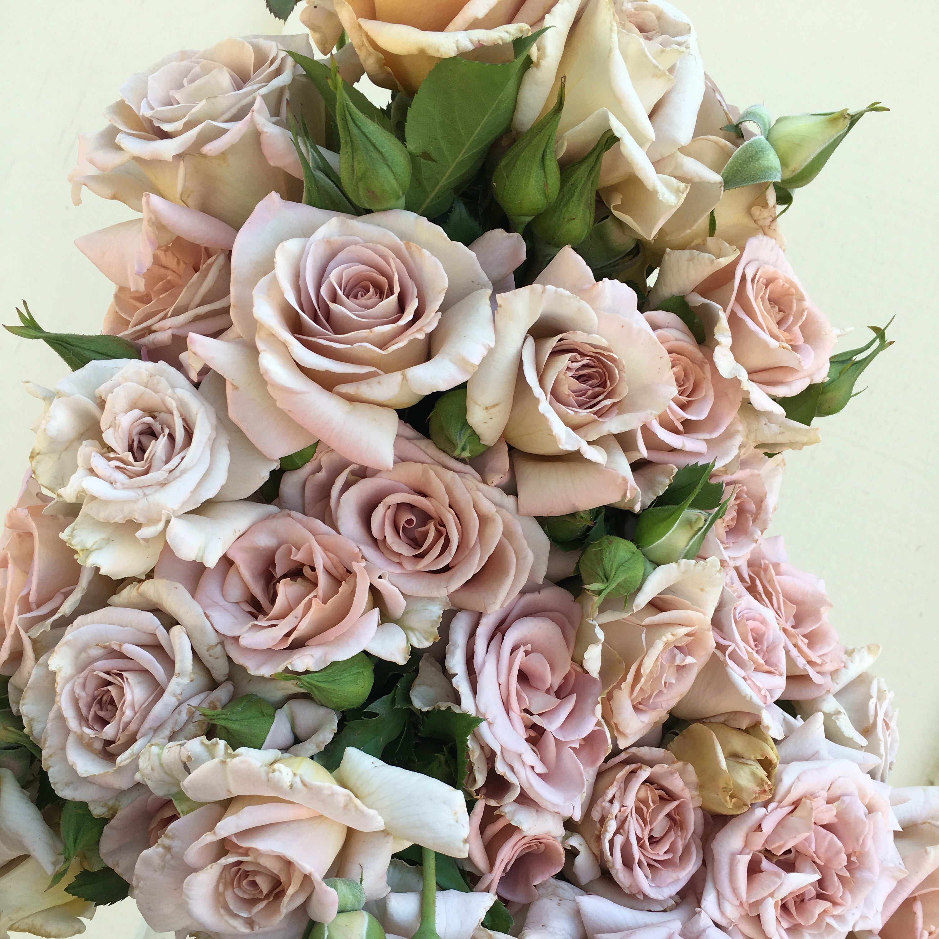 Stephen Rulo Potted Rose Bush
