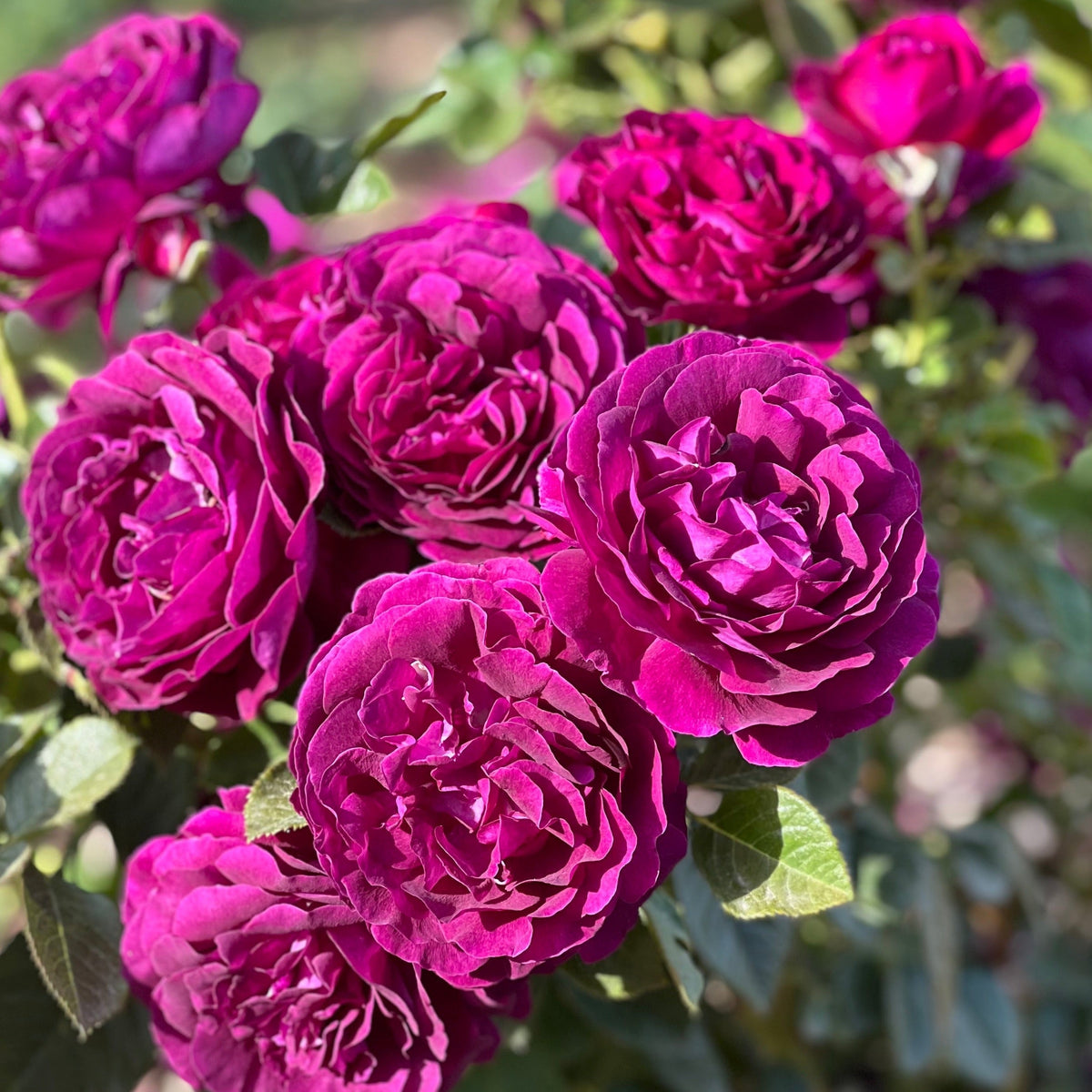 Twilight Zone™ 36" Tree Rose Bush