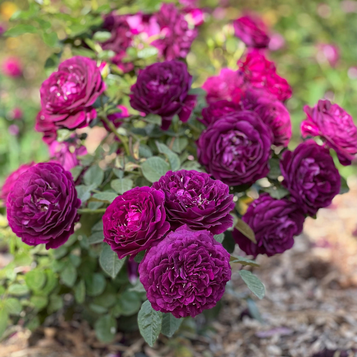 Twilight Zone™ 36" Tree Rose Bush