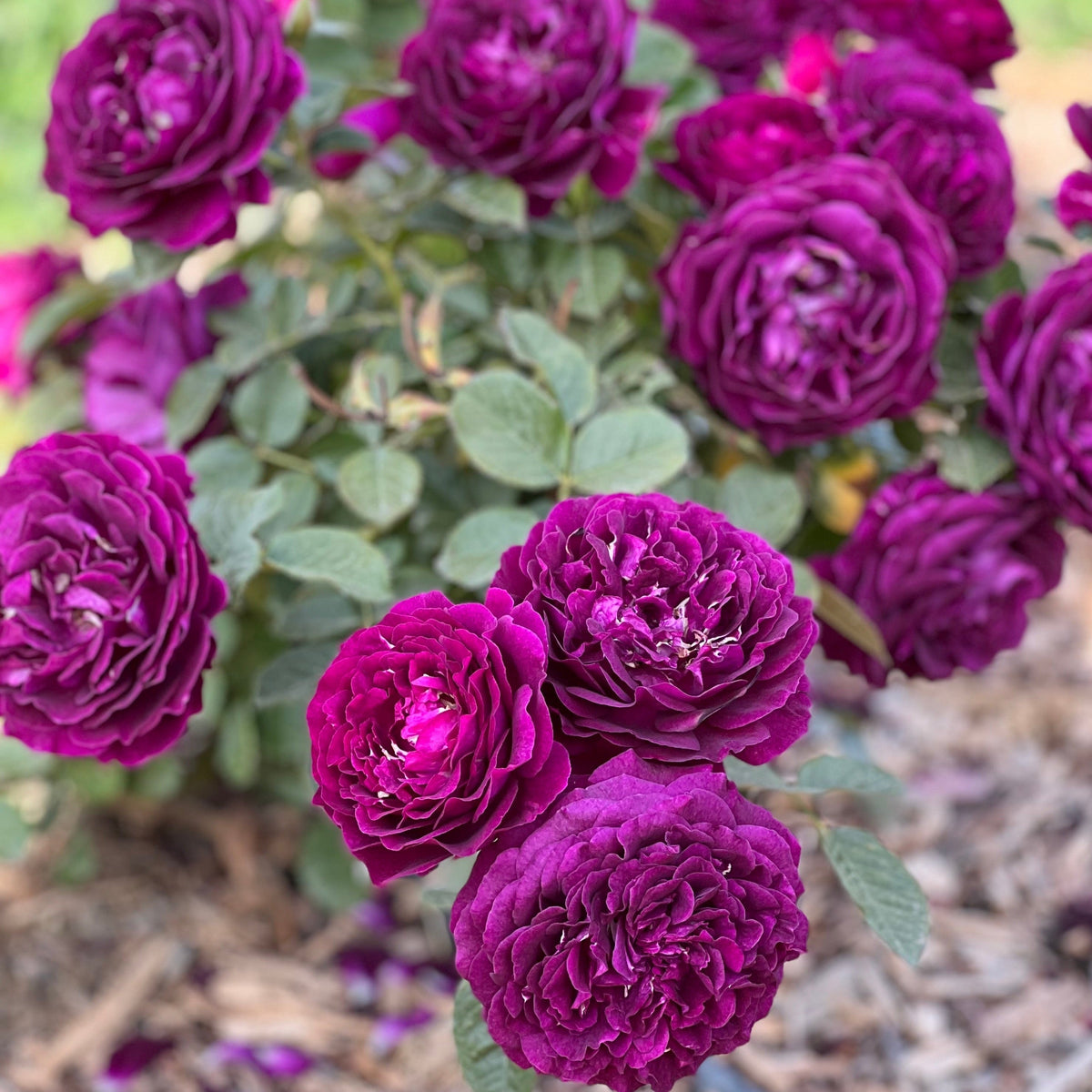 Twilight Zone™ 36" Tree Rose Bush