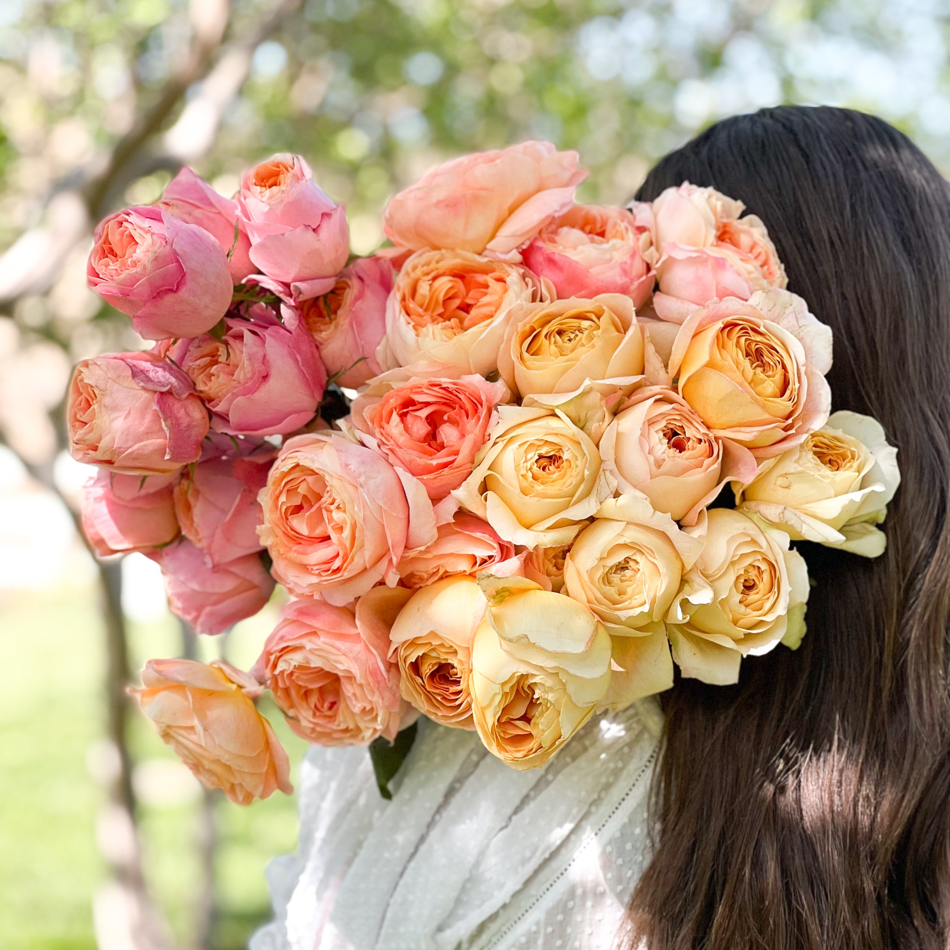 Sherbet Garden Rose Bundle