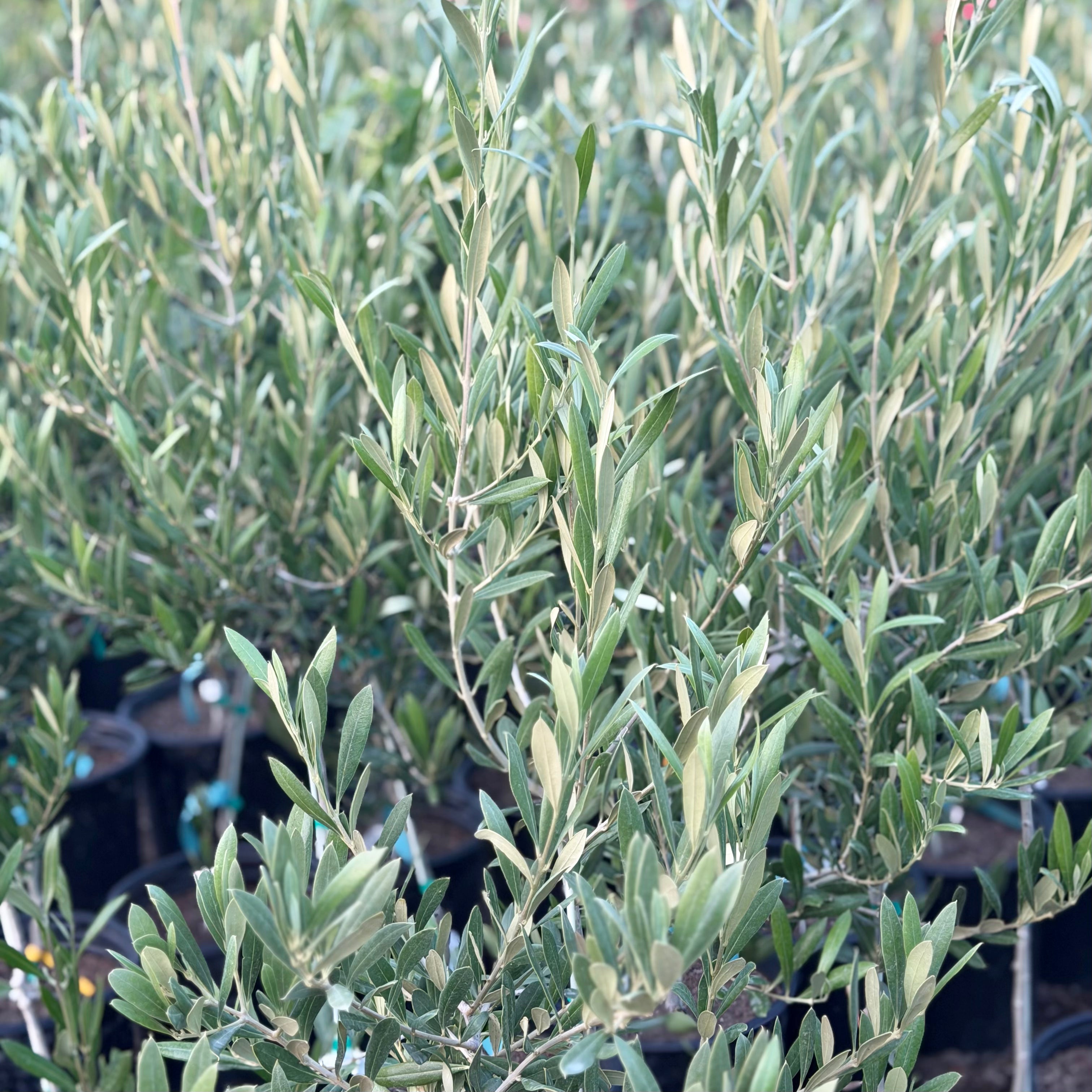 OLIVE TREE - Koroneiki Potted Olive Tree