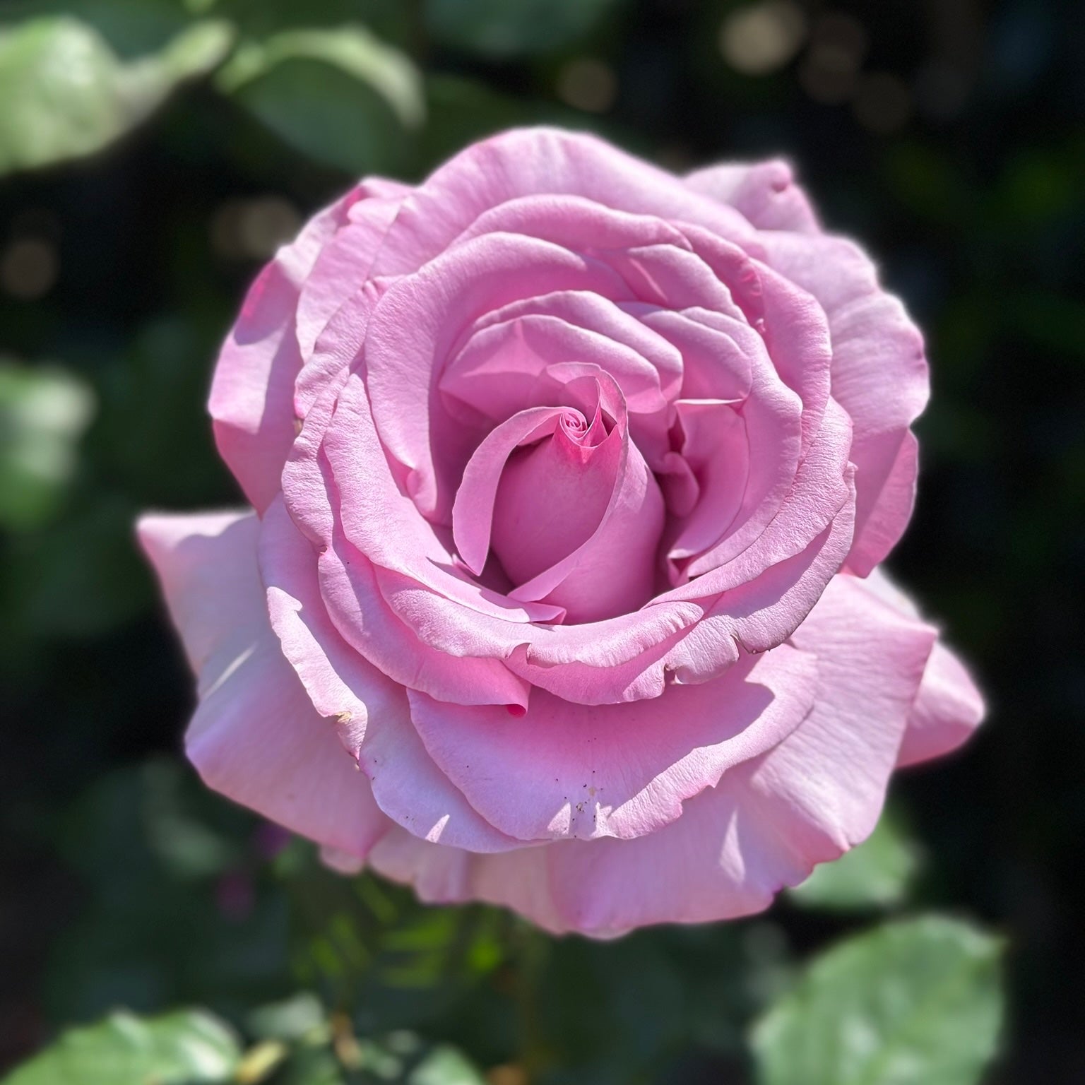 Close-up of a pink rose with green leaves in the background
