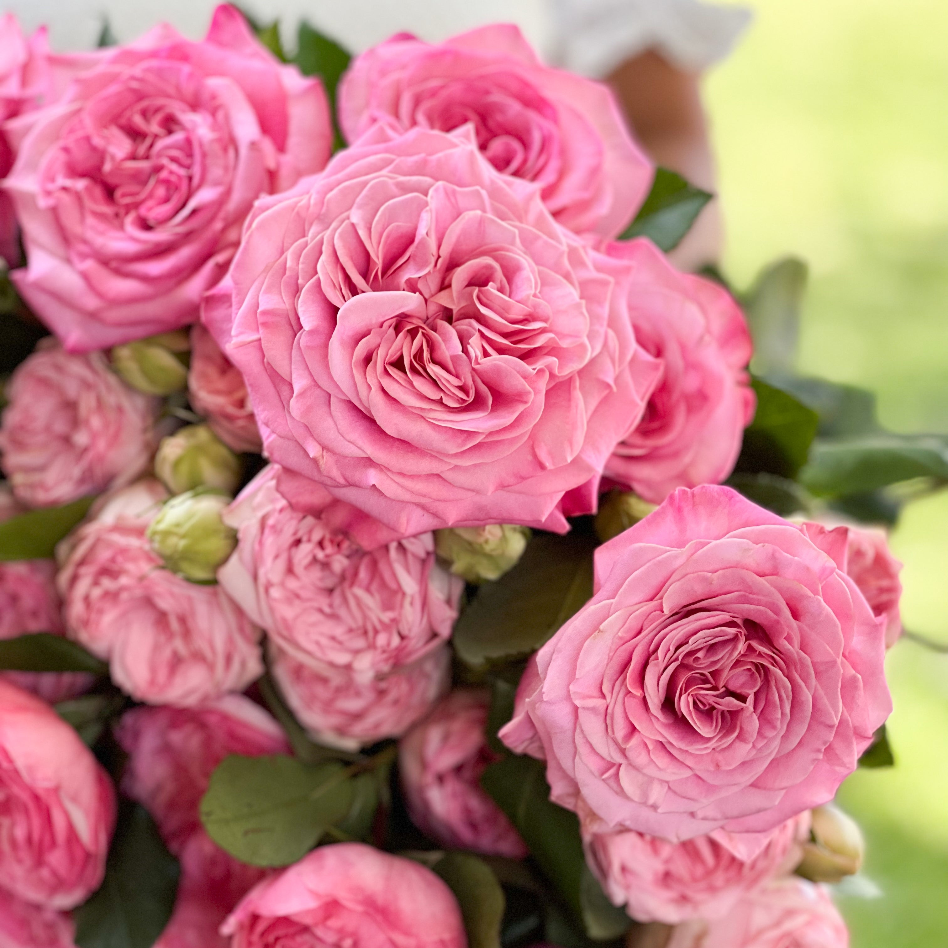 Classic Pinks Garden Rose Bundle