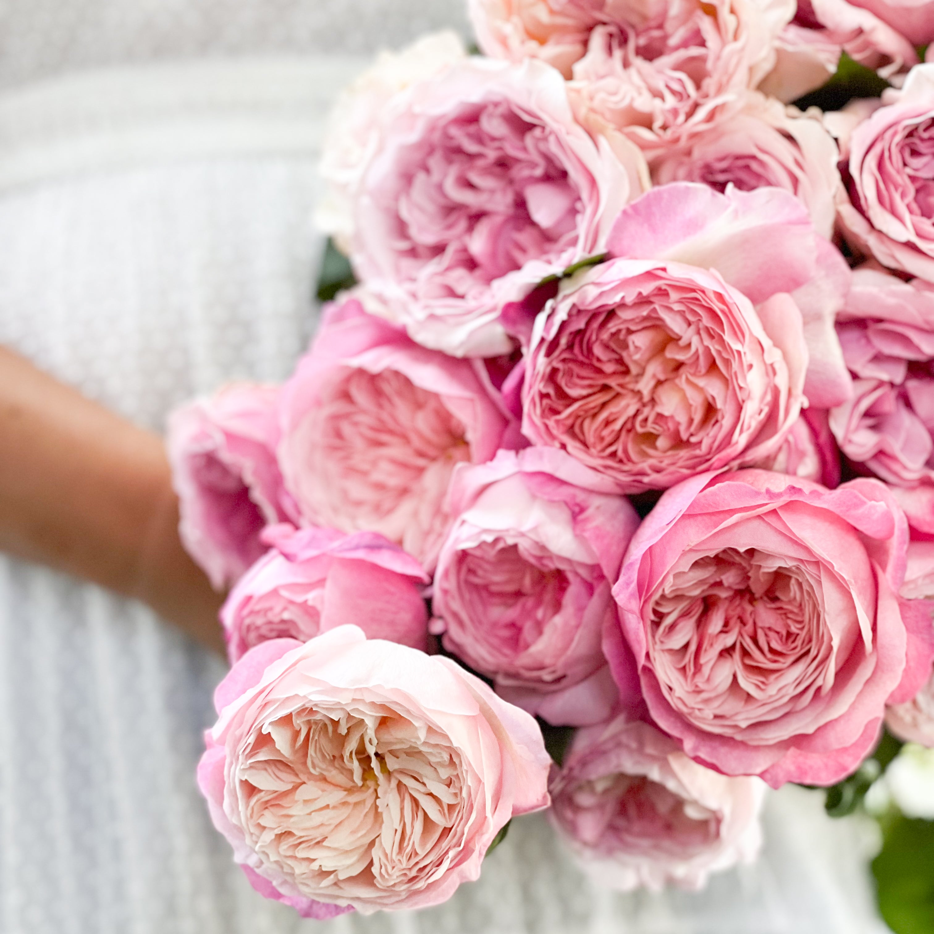 David Austin® Pretty in Pink Garden Rose Bundle