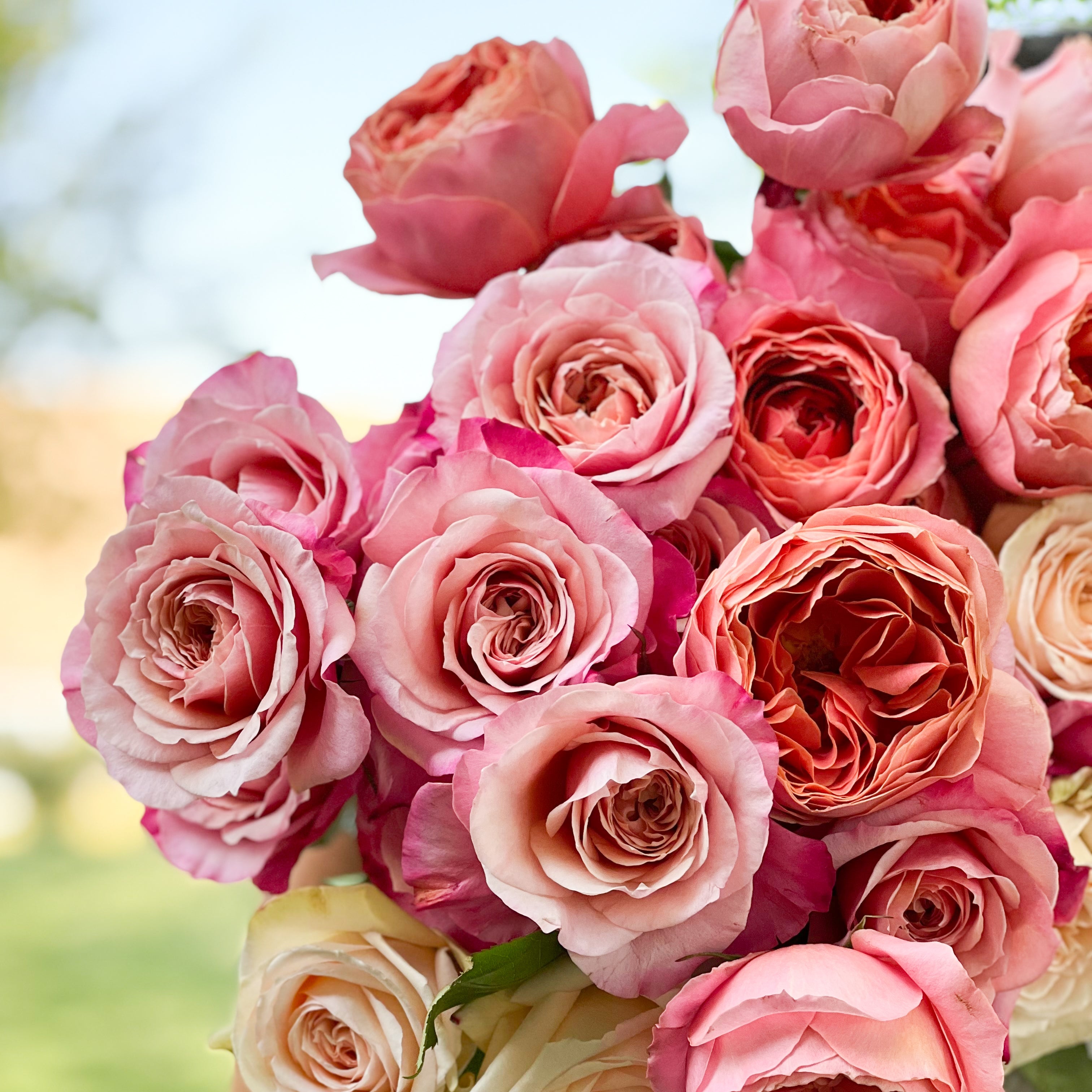 Raspberry and Cream Garden Rose Bundle