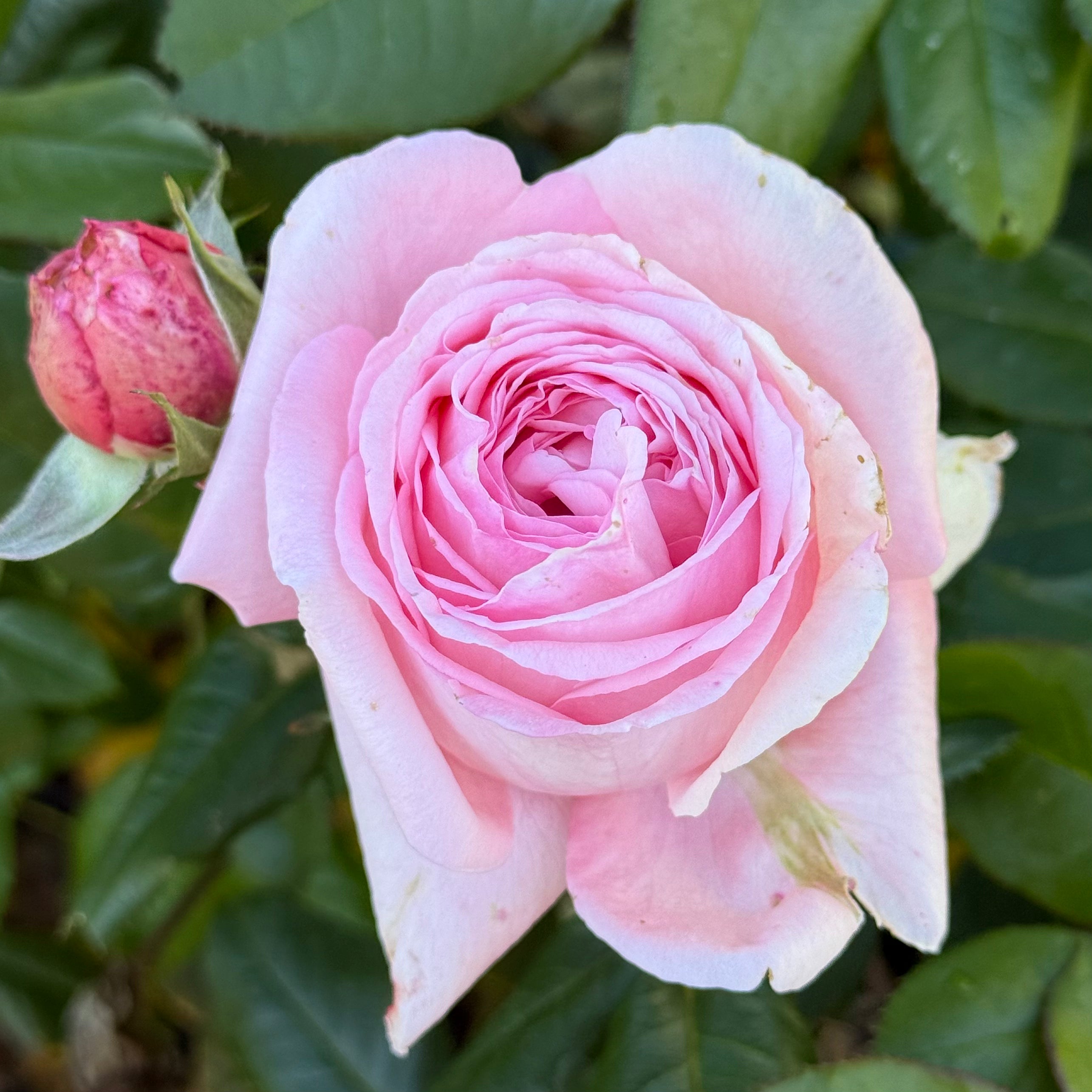 Martha Stewart™ Bare Root Rose Bush