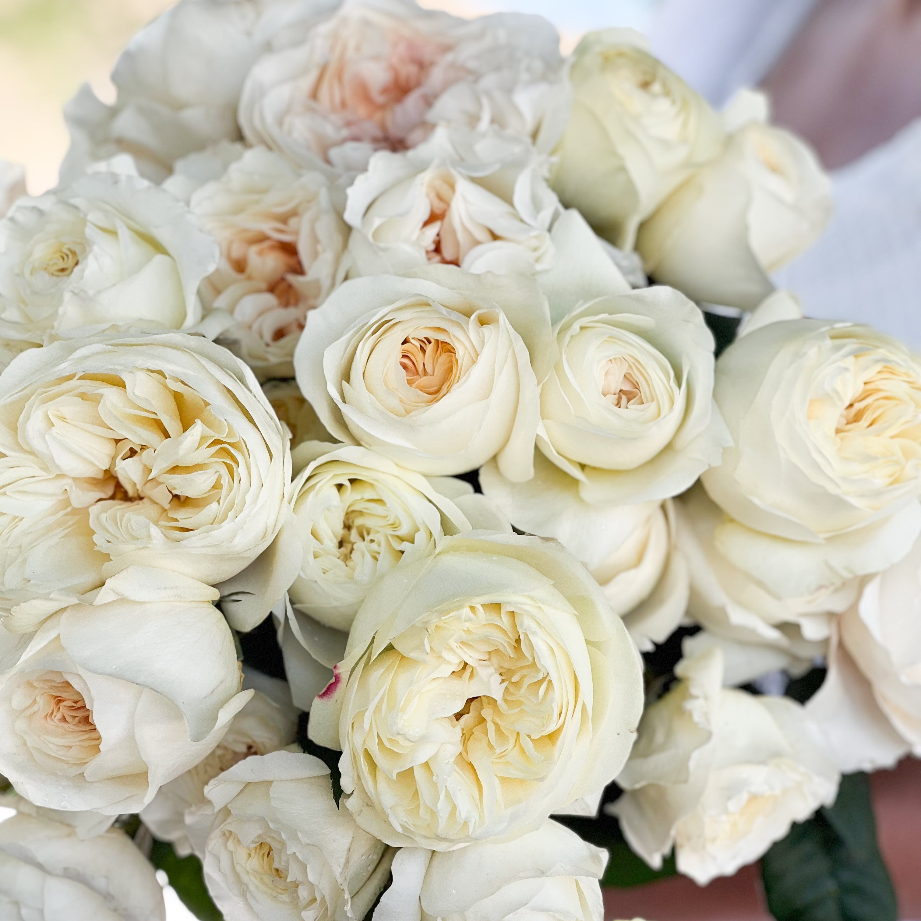 David Austin® Porcelain Palette Garden Rose Bundle