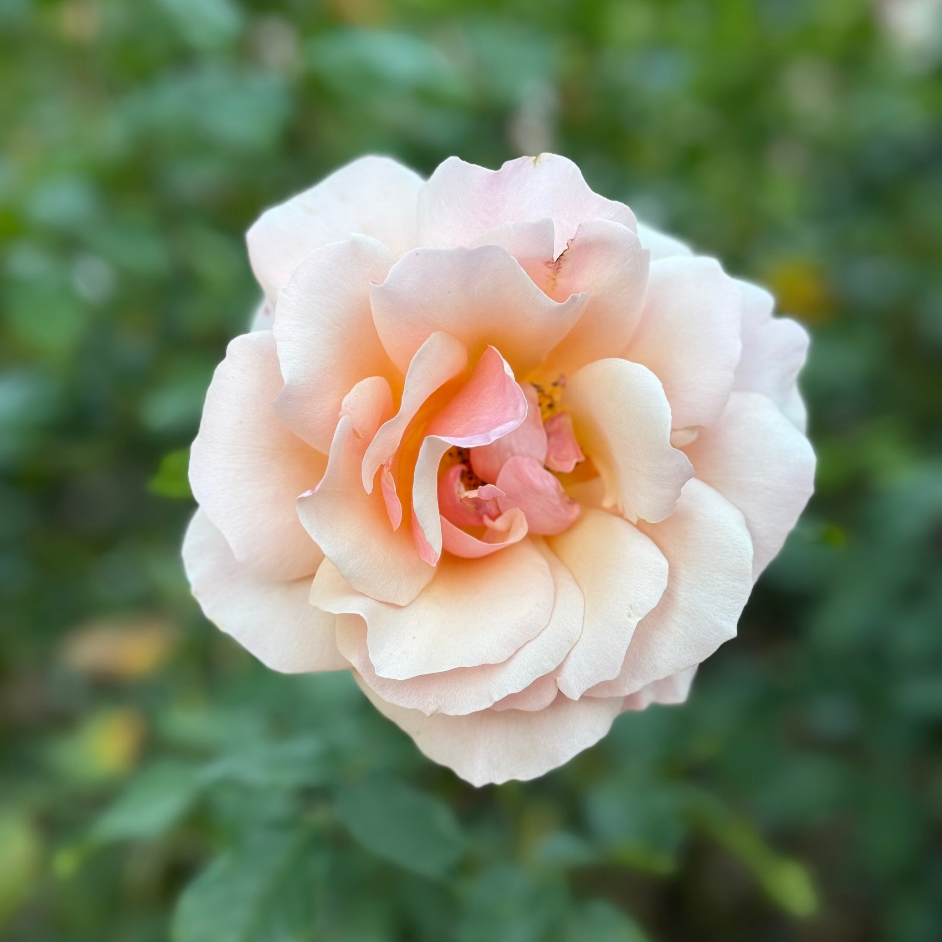 Mother of Pearl® Bare Root Rose Bush