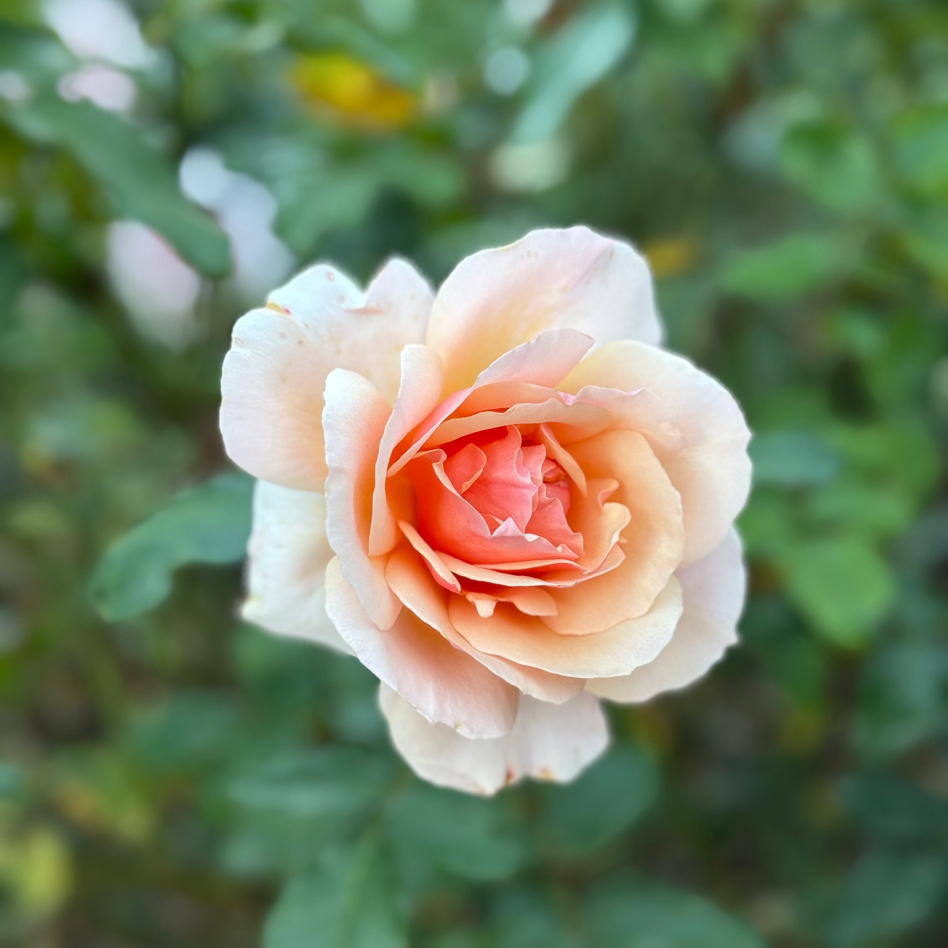 Mother of Pearl® Bare Root Rose Bush