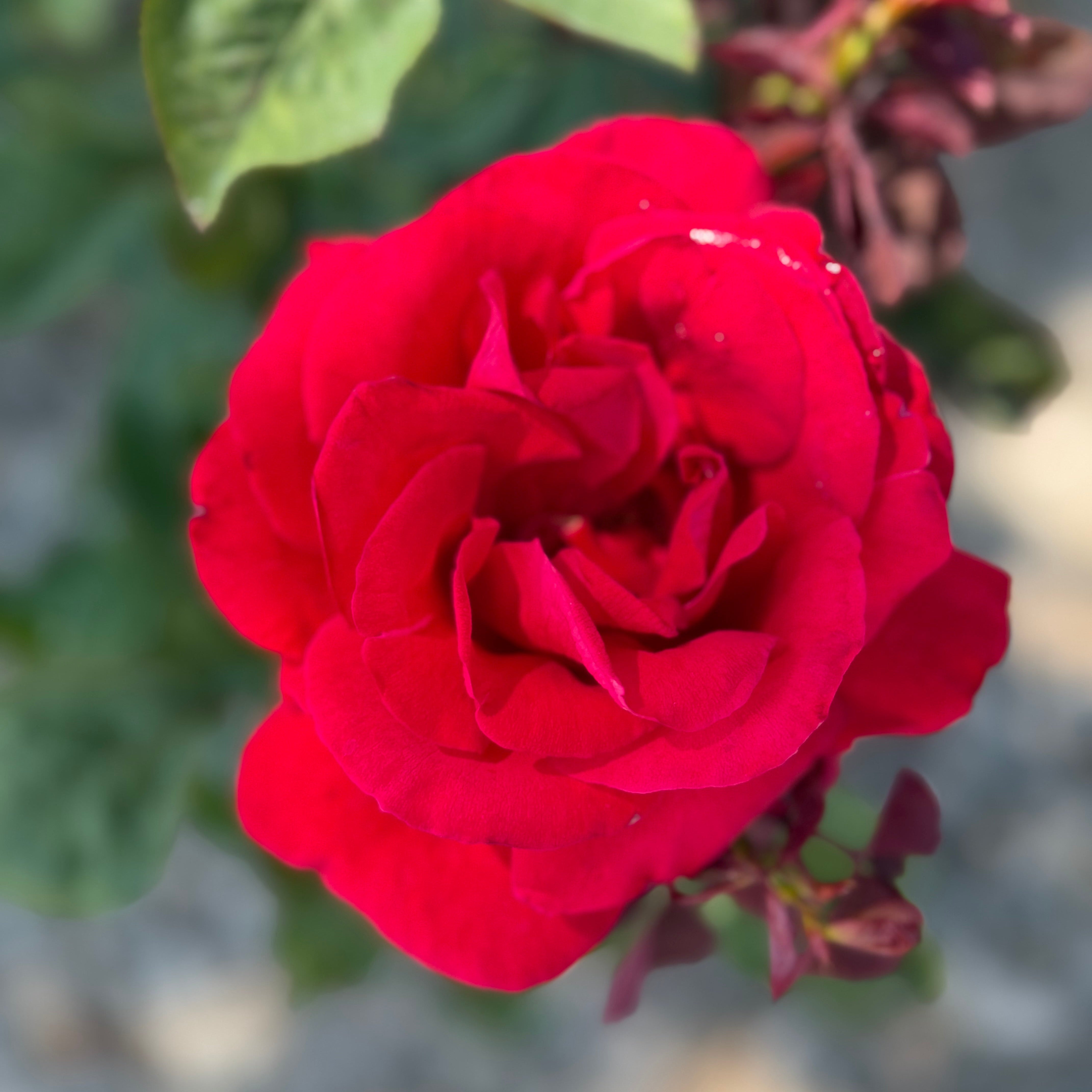 Grateful Dead Potted Rose Bush
