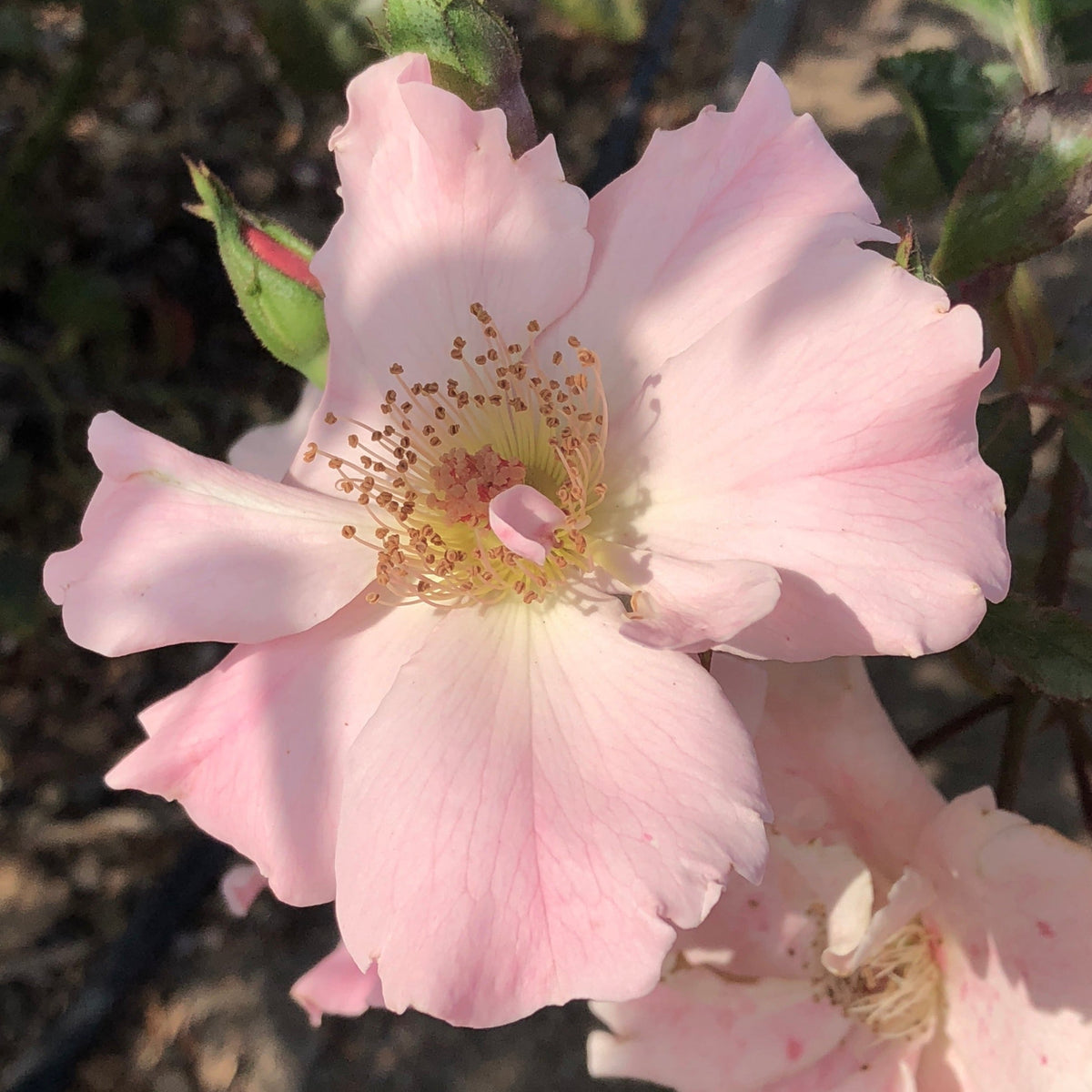 Dainty Bess Potted Rose Bush