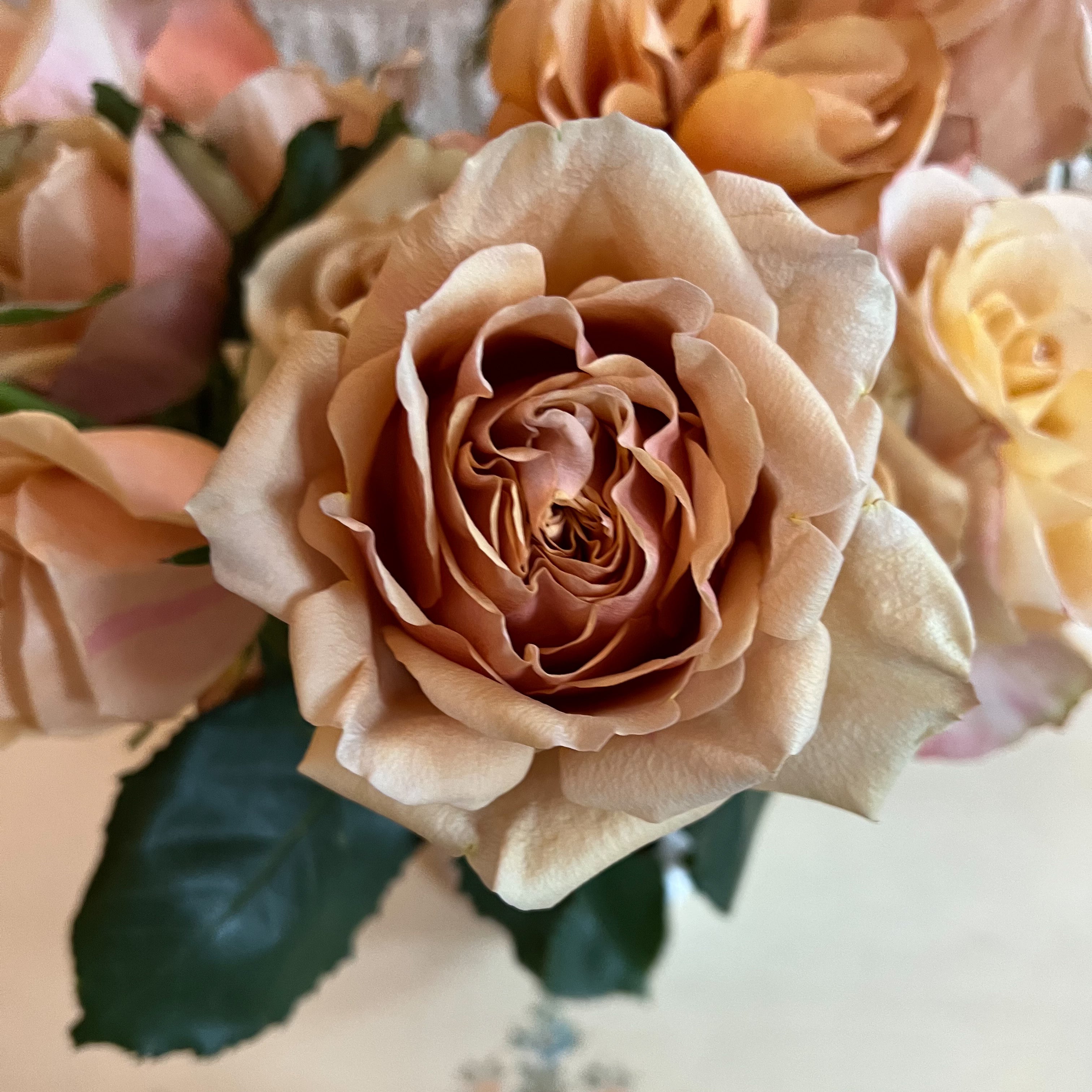 Symbol™ Potted Rose Bush