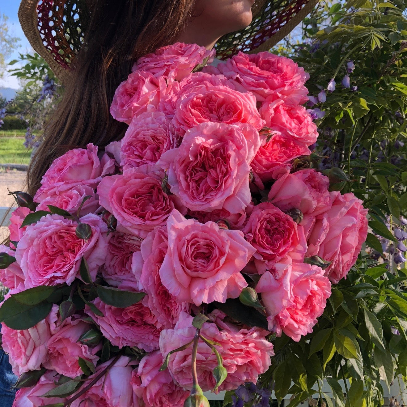 Liv Tyler™ Bare Root Rose Bush