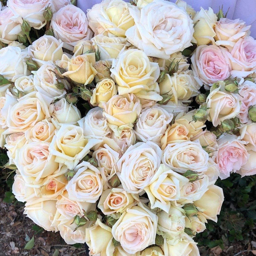 Parfuma® Madame Anisette™ Potted Rose Bush