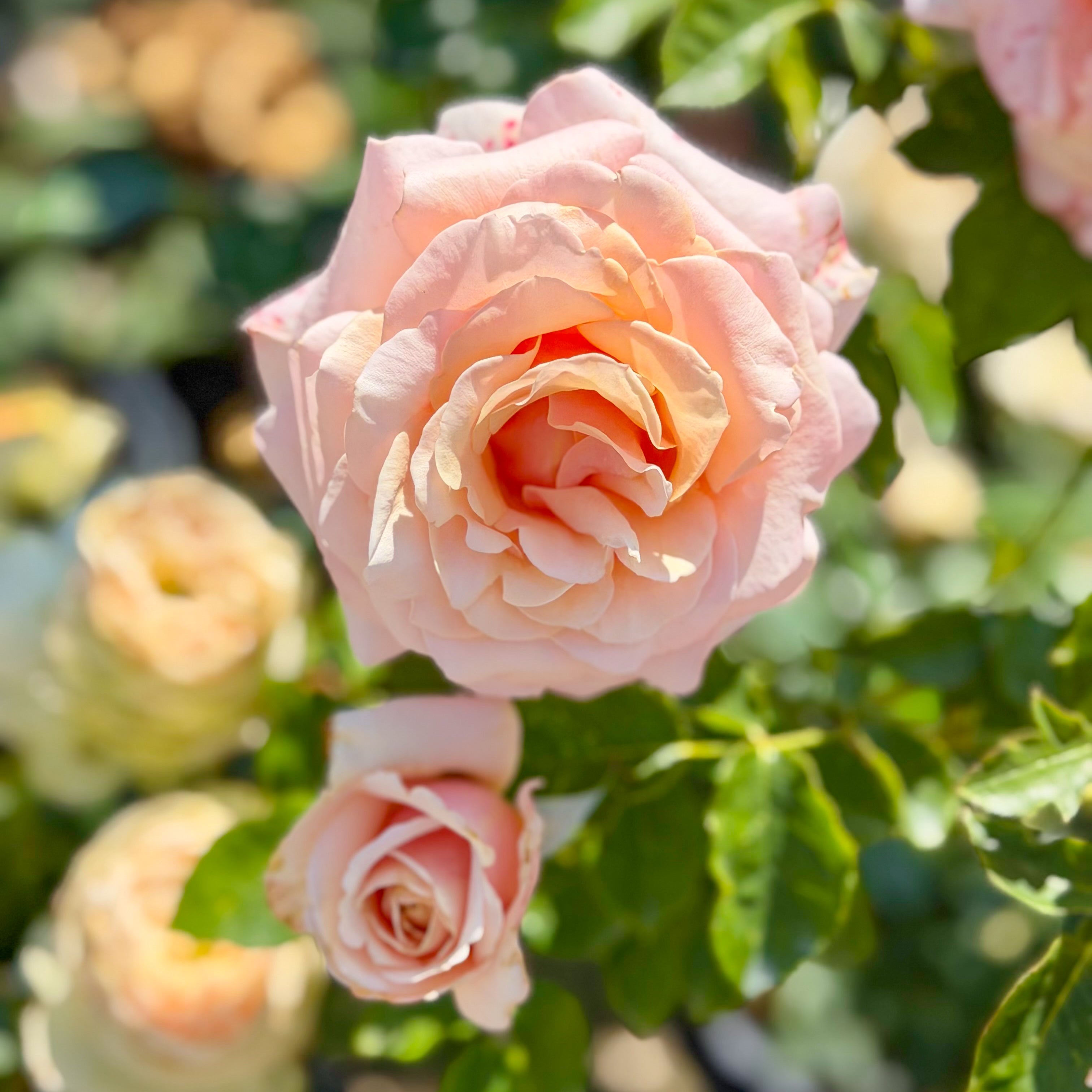 Paul Ricard (a.k.a. Summer's Kiss) Potted Rose Bush