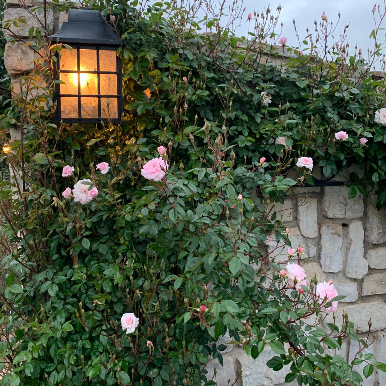 Cecile Brunner™ Potted Climbing Rose