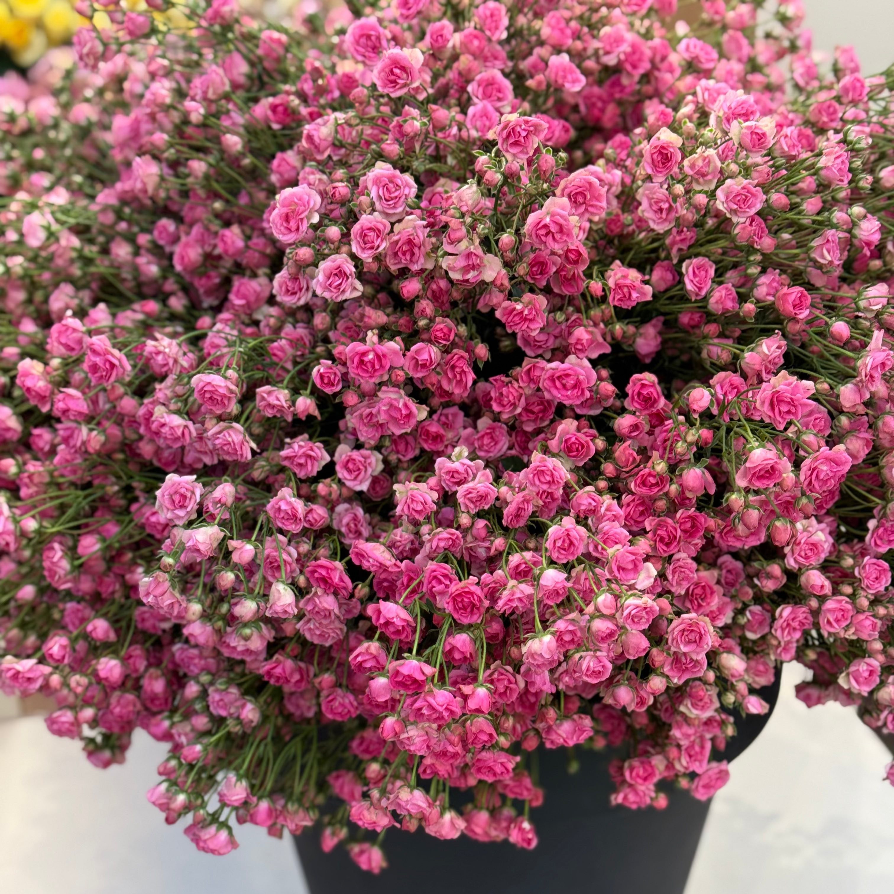 Wanderlust Roses™ Gypsy™ Potted Rose Bush