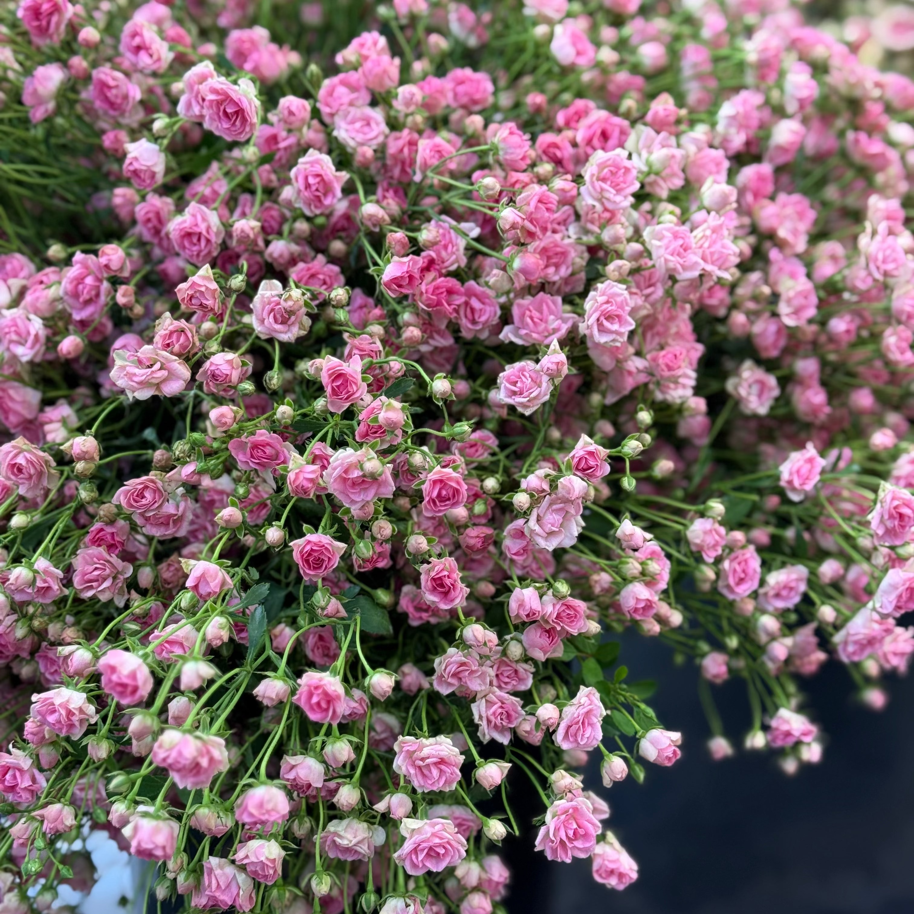 Wanderlust Roses™ Gypsy™ Potted Rose Bush