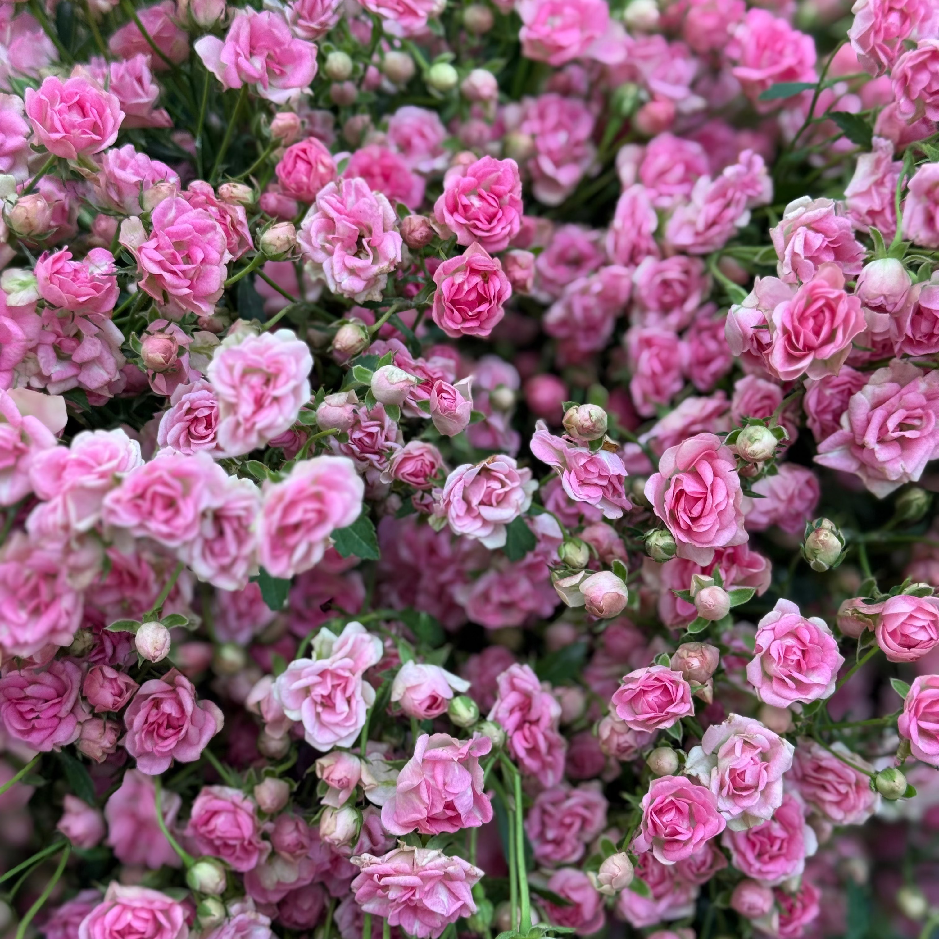 Wanderlust Roses™ Gypsy™ Potted Rose Bush